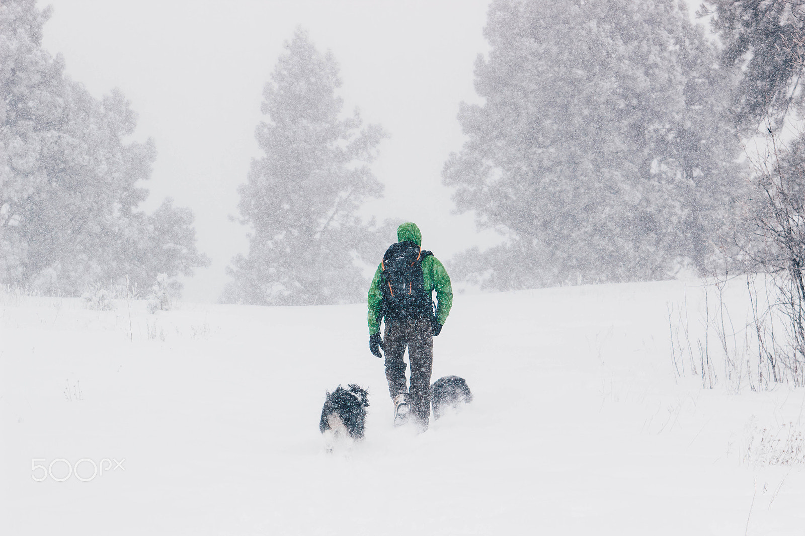 EF28-70mm f/2.8L USM sample photo. A boy and his dogs photography