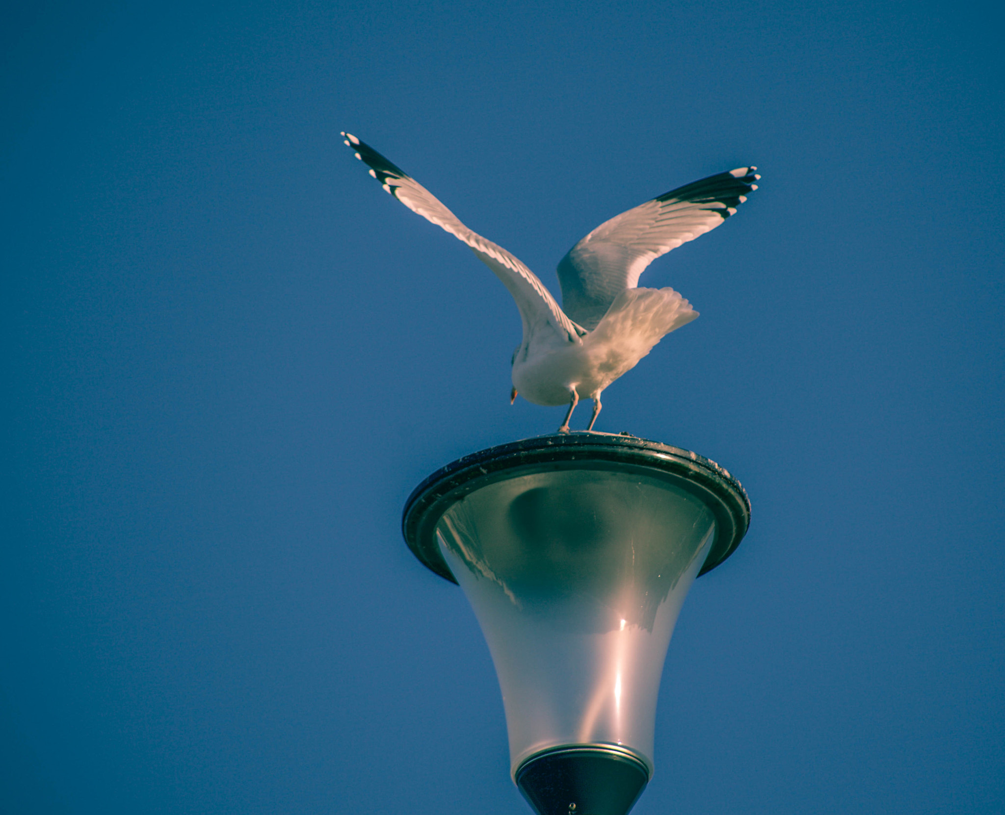 EF75-300mm f/4-5.6 sample photo. Mg photography
