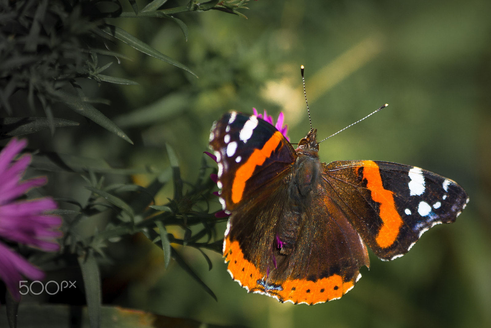 Pentax K10D sample photo. Butterfly photography