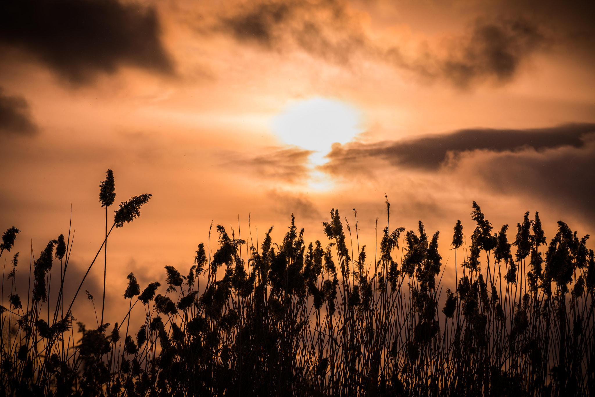 150-600mm F5-6.3 DG OS HSM | Contemporary 015 sample photo. Sunset field telephoto photography