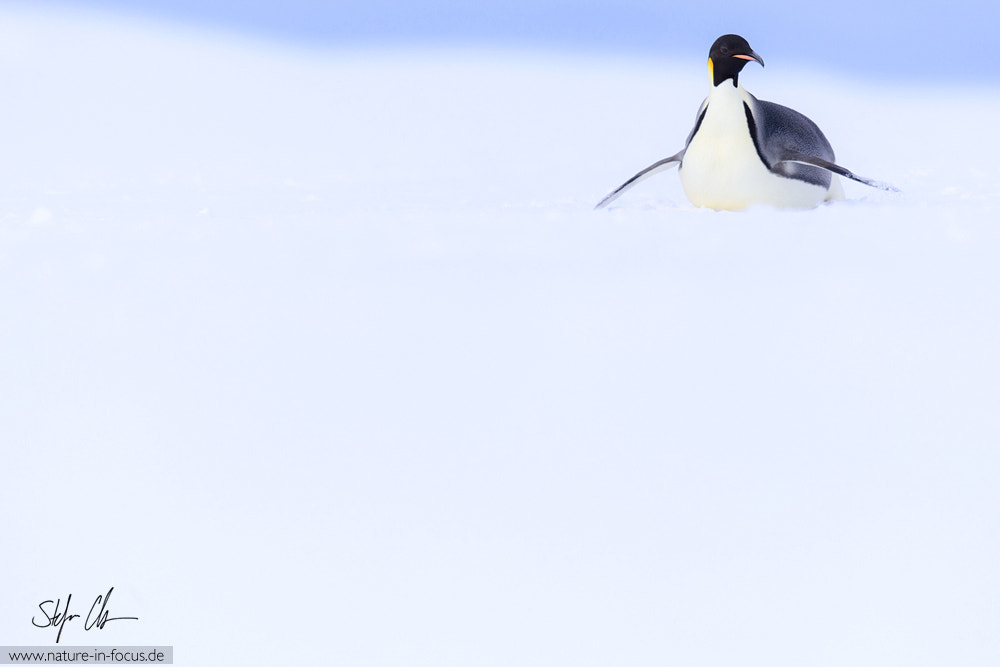 Nikon D810 + Nikon AF-S Nikkor 400mm F2.8E FL ED VR sample photo. Emperor penguin in atka-bay photography