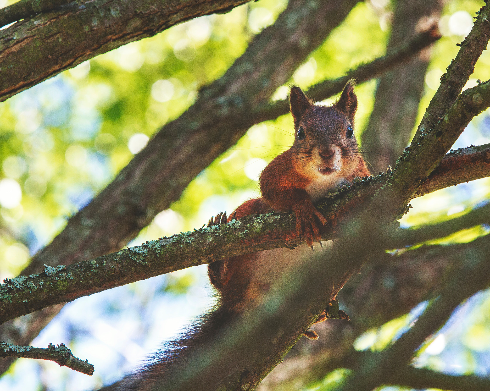 Sigma 70-200mm F2.8 EX DG OS HSM sample photo. Img photography