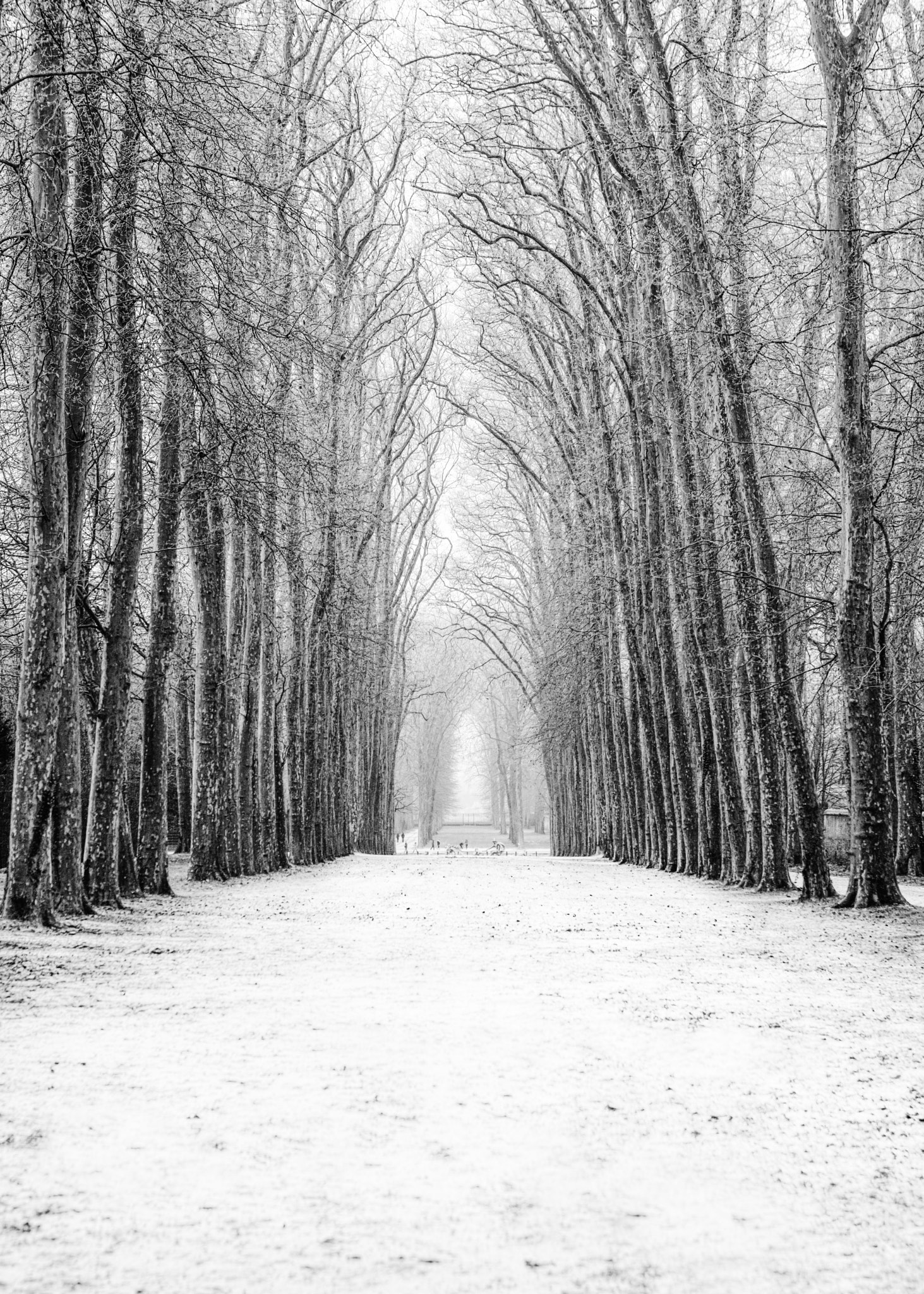 Canon EOS 5DS R sample photo. Jardin de versailles photography