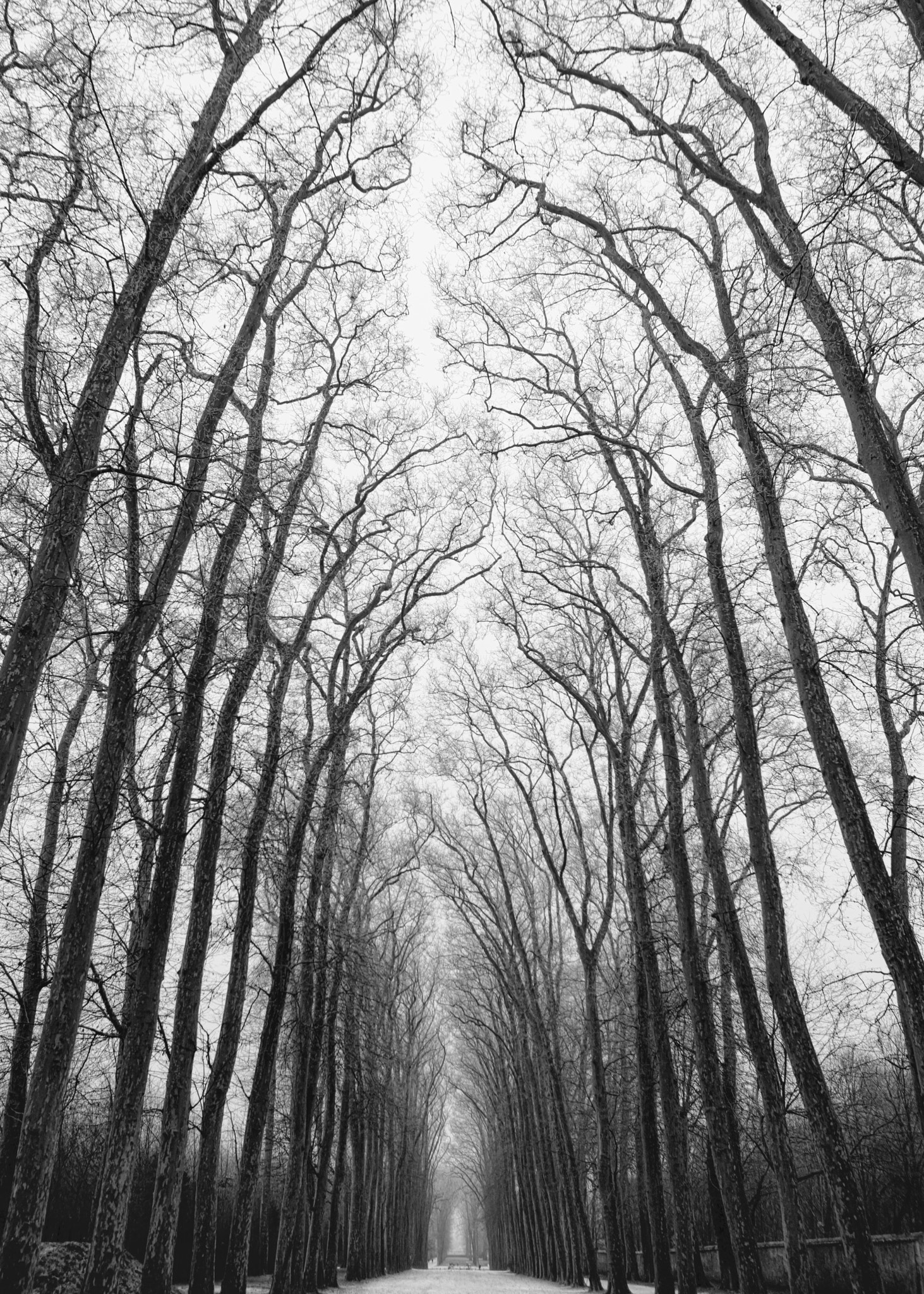 Canon EOS 5DS R sample photo. Jardins du palais de versailles photography