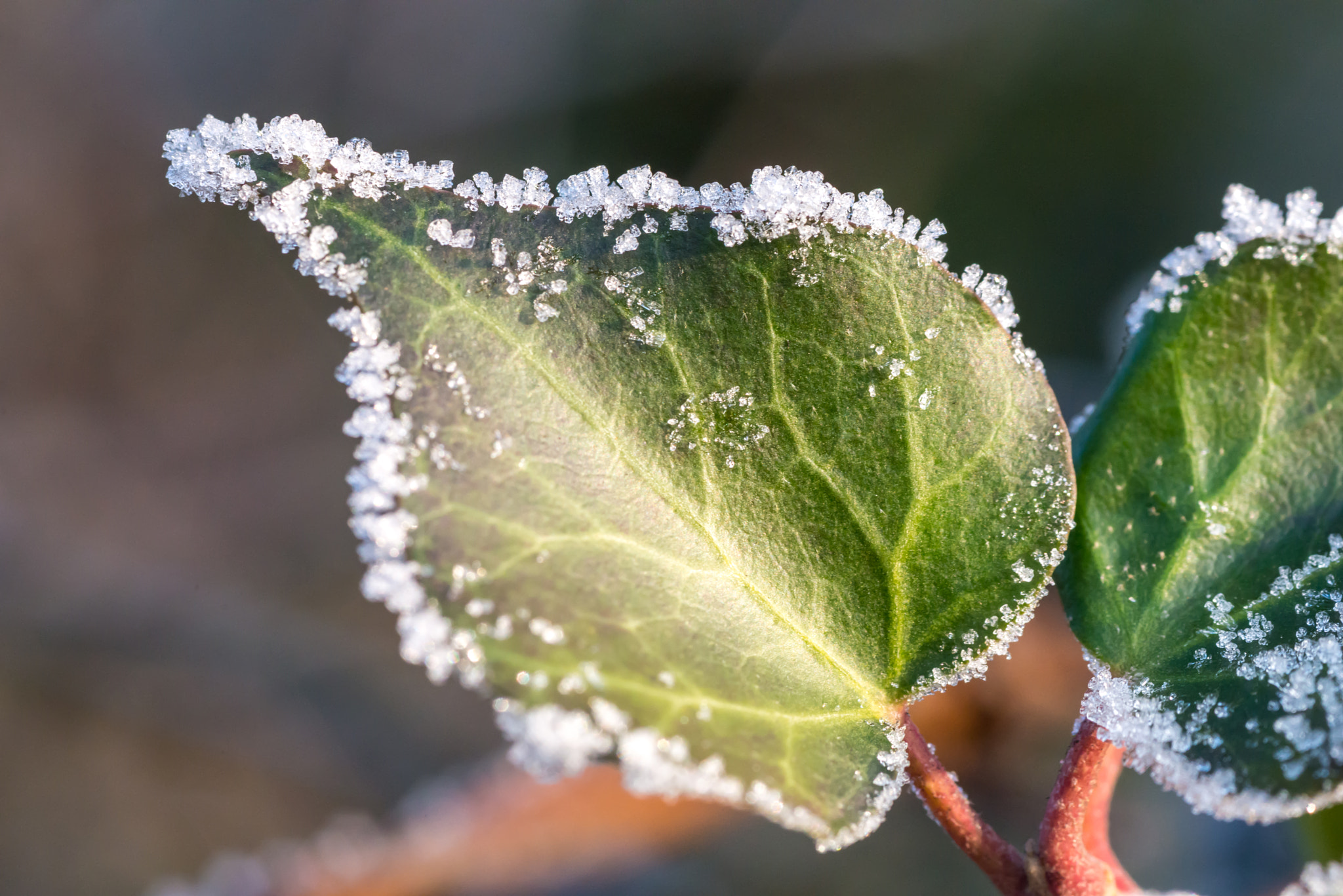 Nikon D610 + AF Micro-Nikkor 105mm f/2.8 sample photo. Frosted green leaf with ice on edge photography