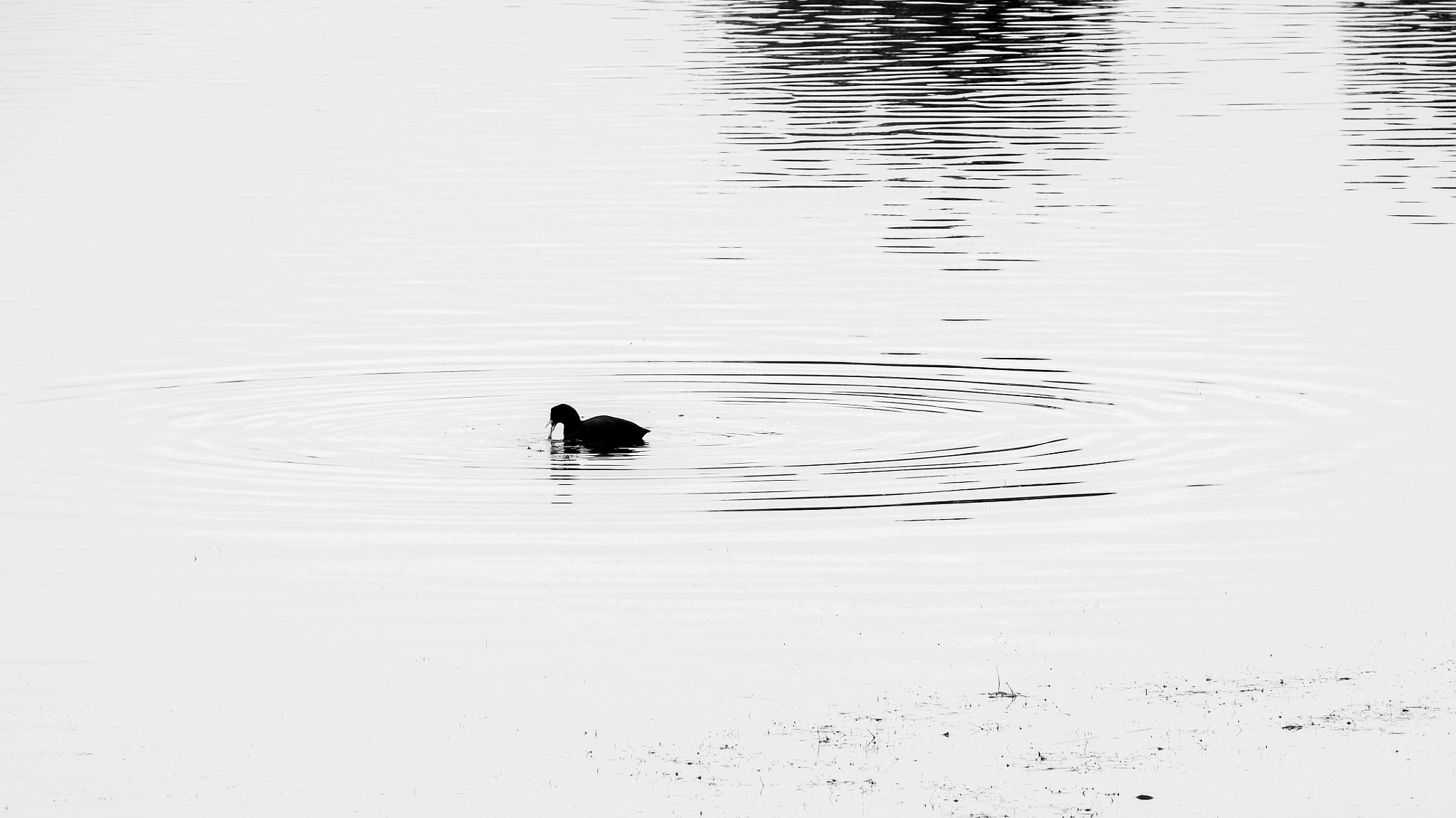 LUMIX G VARIO 45-150/F4.0-5.6 sample photo. Blanc et noir photography