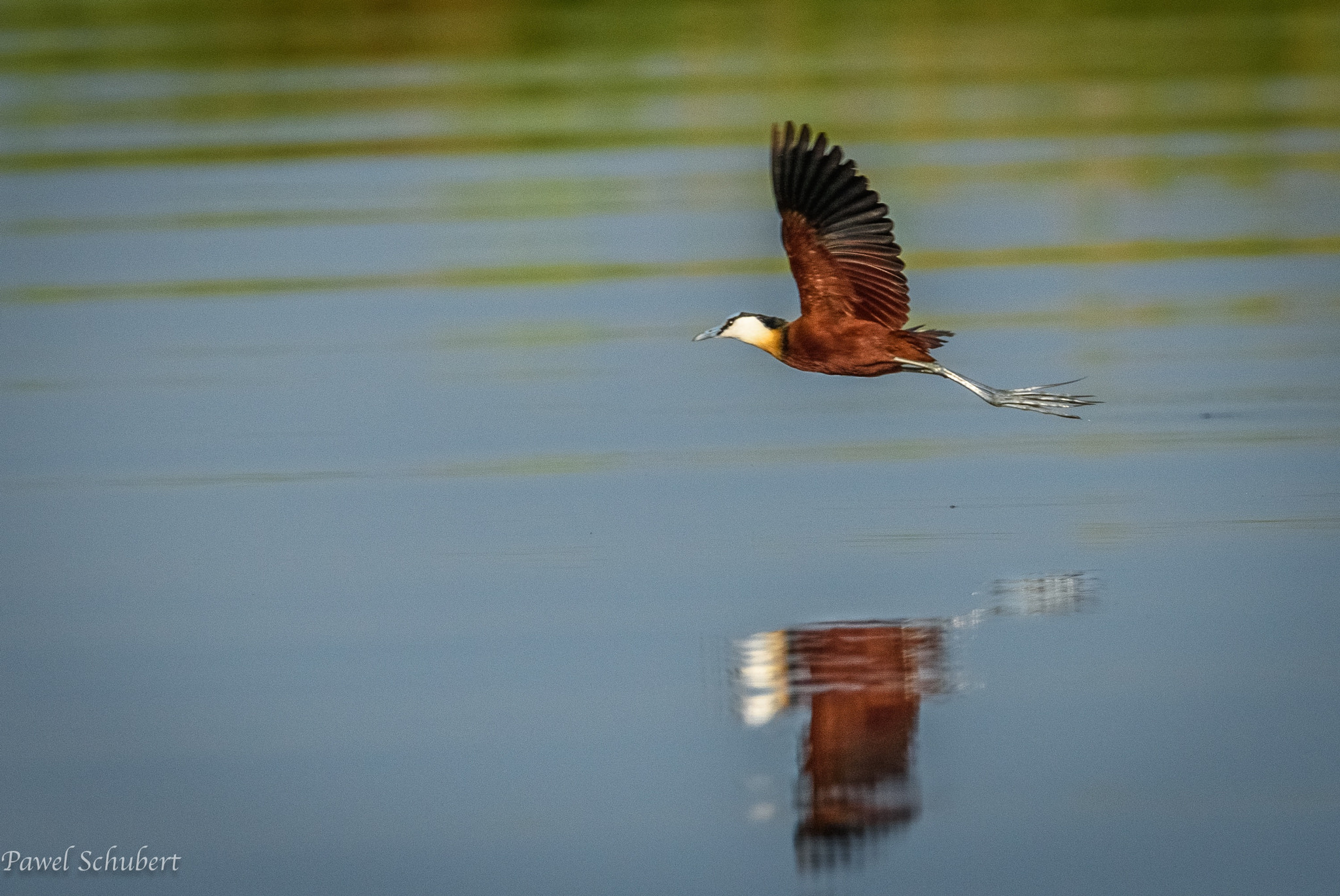 Nikon D810 + Nikon AF-S Nikkor 500mm F4G ED VR sample photo. African jacana in flight over the chobe river, botswaba photography
