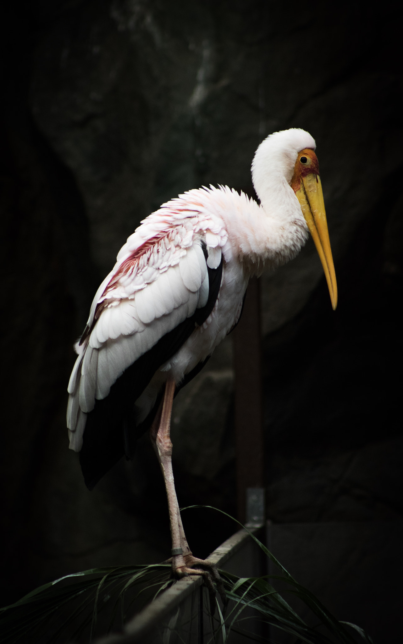EF75-300mm f/4-5.6 sample photo. Pose. photography