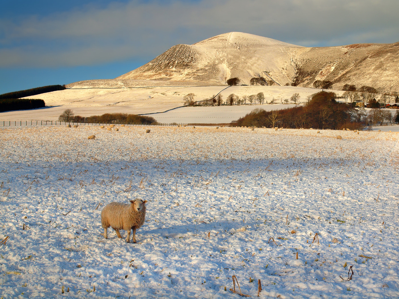 Olympus E-600 (EVOLT E-600) sample photo. Sheep at tinto photography
