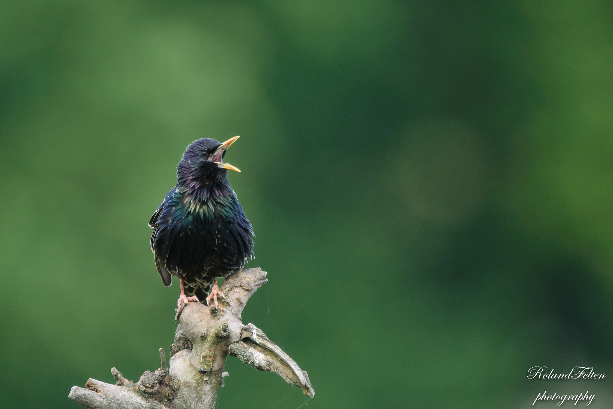 Nikon AF-S Nikkor 200-400mm F4G ED-IF VR sample photo. Singing aloud photography