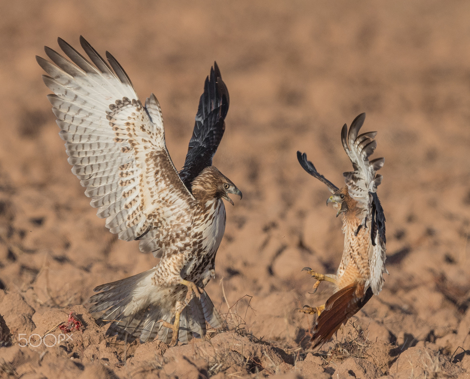 Nikon AF-S Nikkor 800mm F5.6E FL ED VR sample photo. Hawk showdown photography