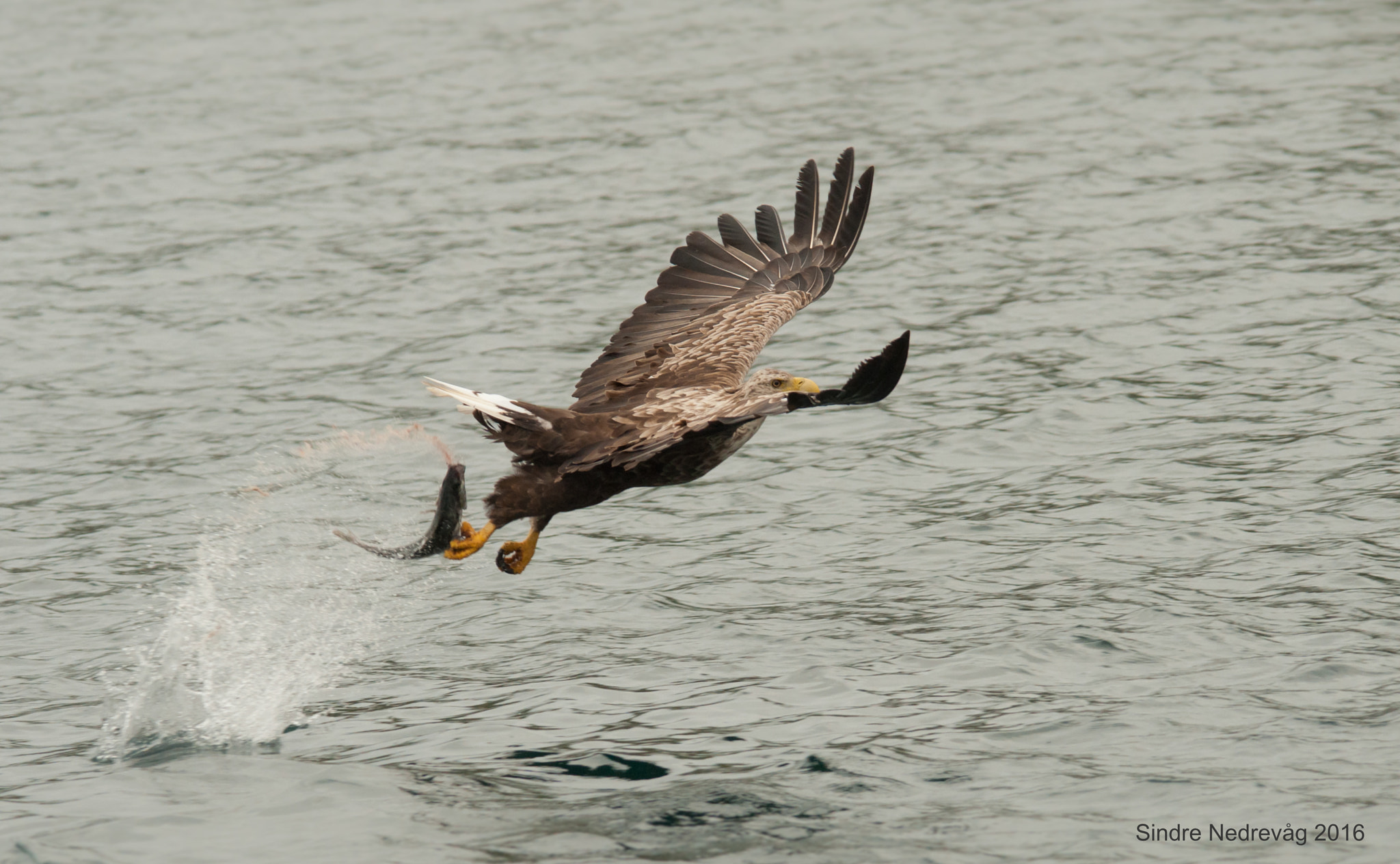 Nikon D700 + Sigma 150-500mm F5-6.3 DG OS HSM sample photo. White-tailed sea eagles 2016 catch ! photography