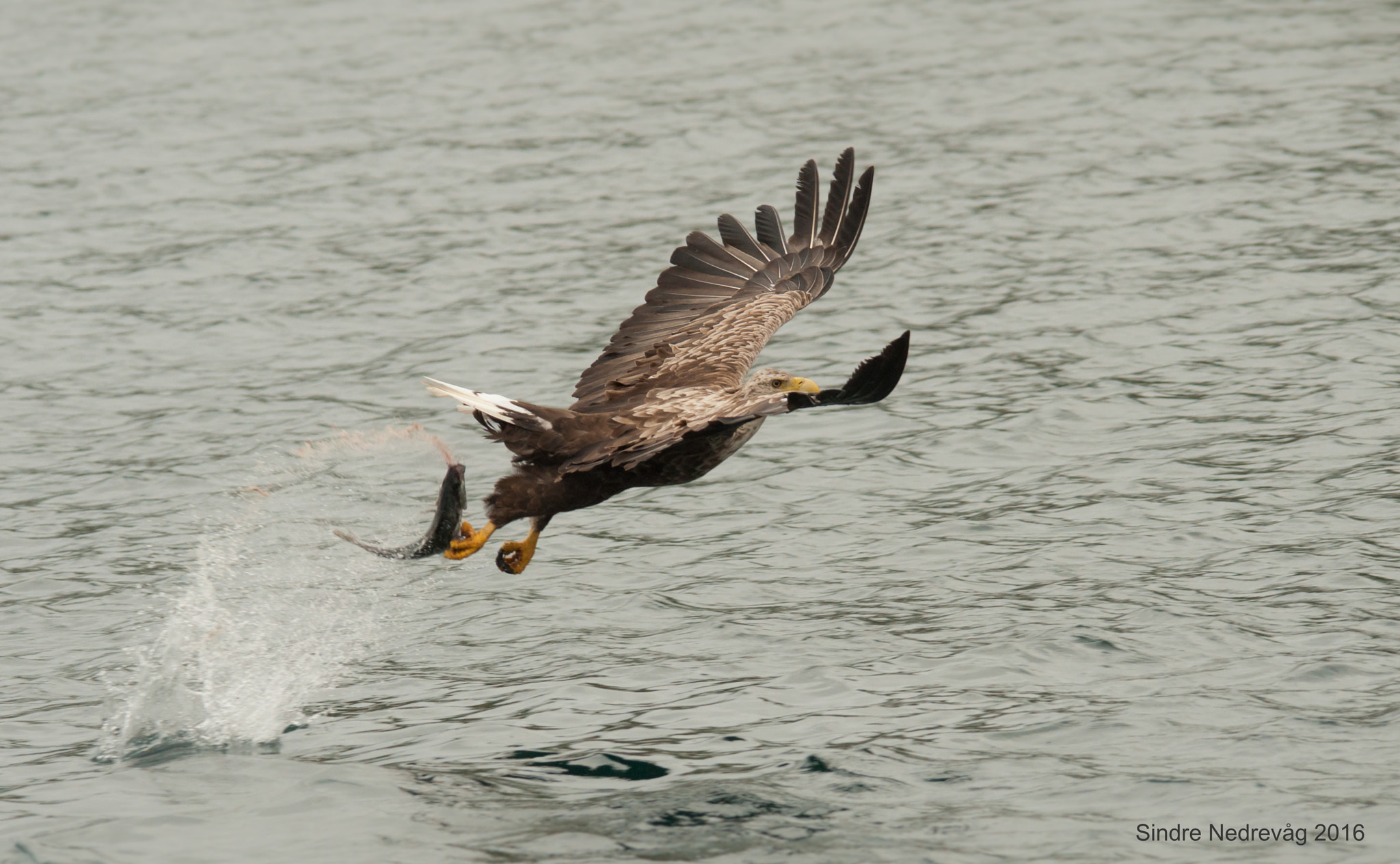 Sigma 150-500mm F5-6.3 DG OS HSM sample photo. White-tailed sea eagles 2016 catch ! photography