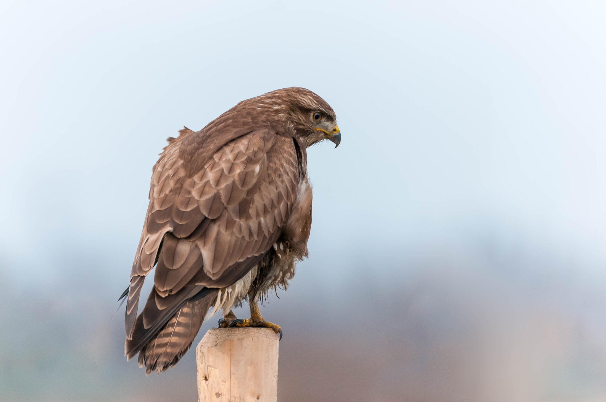 Sigma 150-600mm F5-6.3 DG OS HSM | C sample photo. Buzzard photography