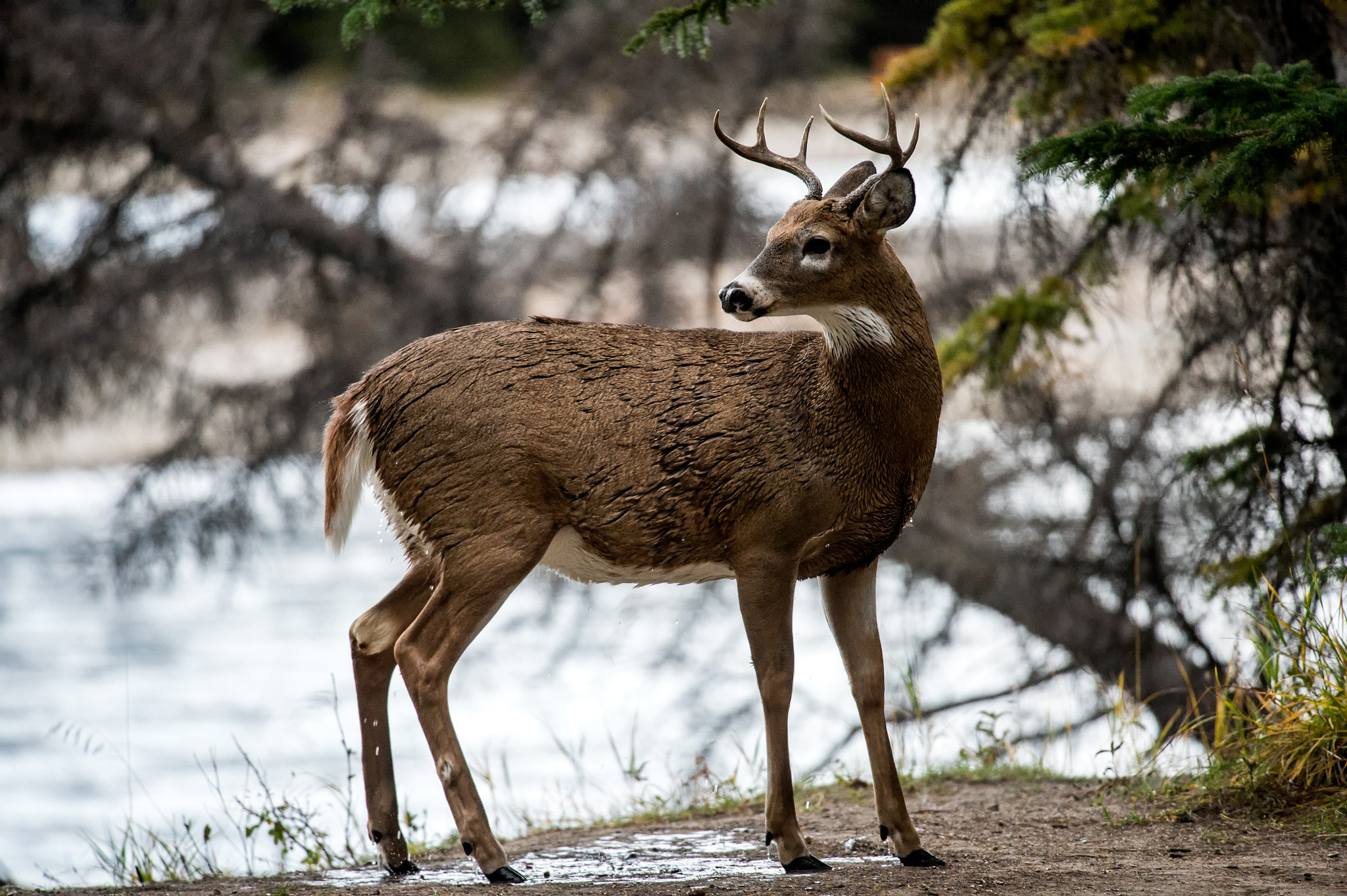 Nikon Nikkor AF-S 300mm F4E PF ED VR sample photo. Athabasca buck i am photography