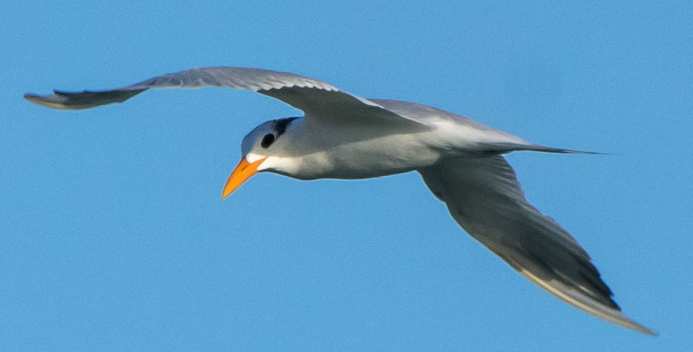 smc PENTAX-DA L 55-300mm F4-5.8 ED sample photo. Soaring gull photography