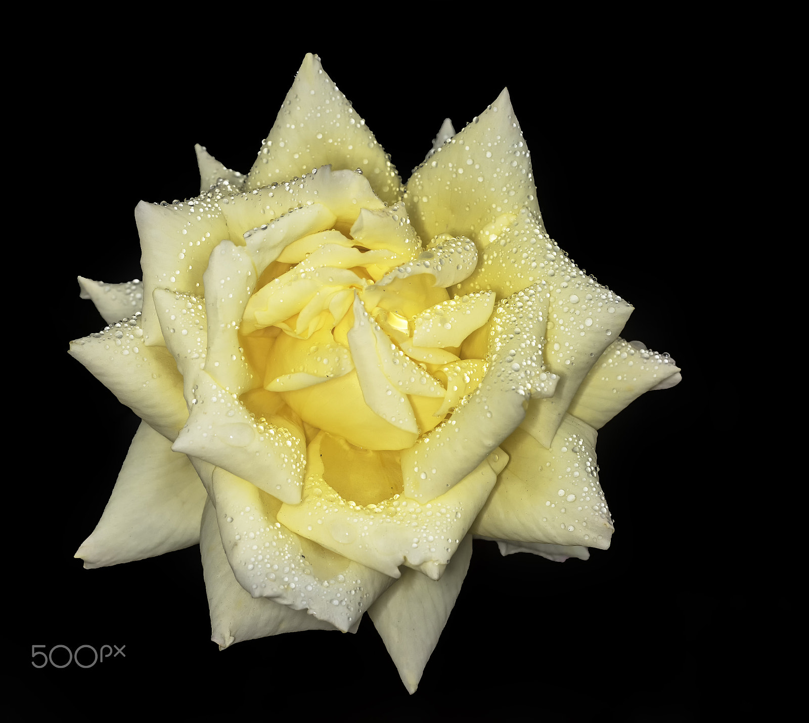 Sony a7R + Sony FE 90mm F2.8 Macro G OSS sample photo. Rain drops on blooming rose photography