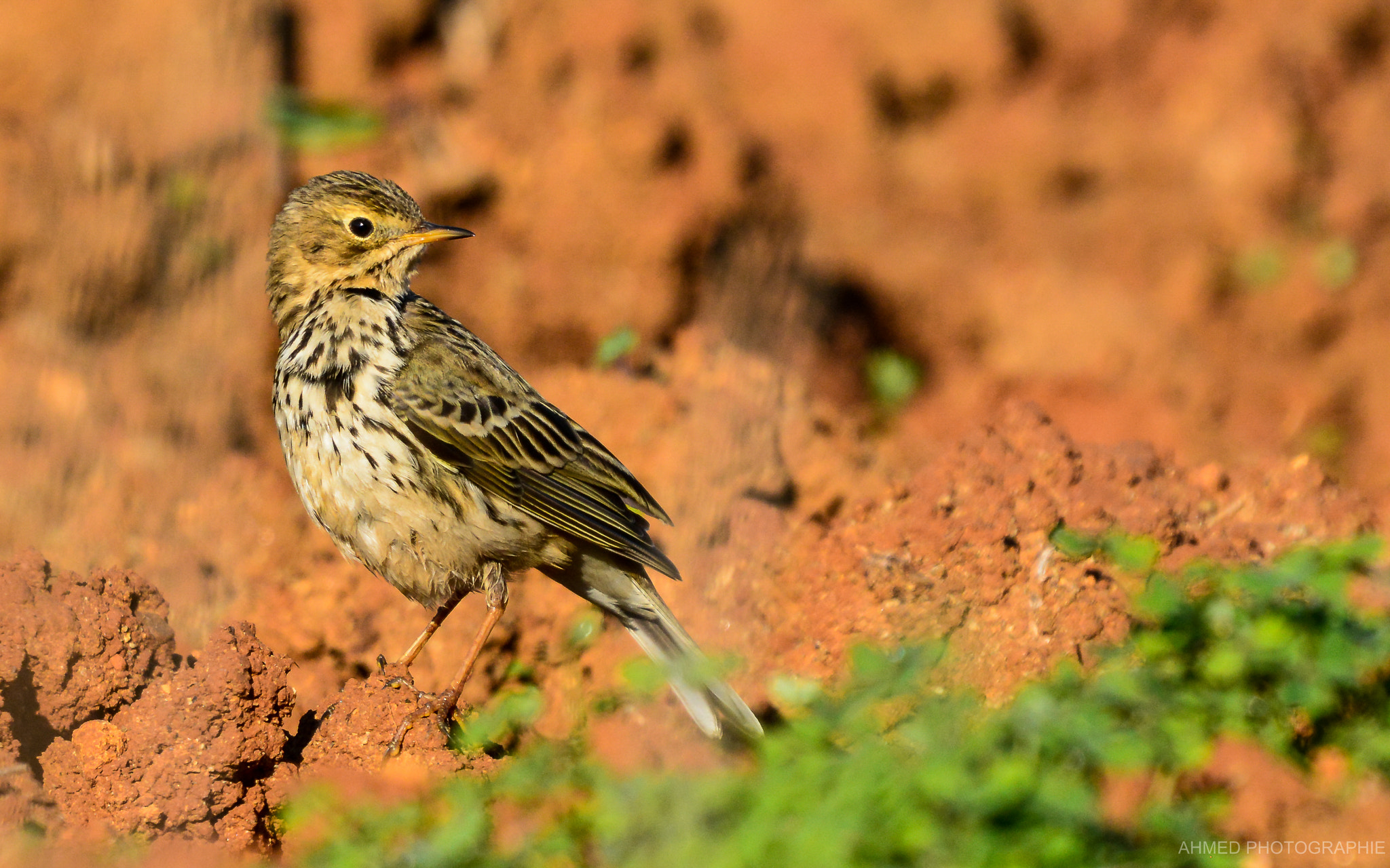 Sigma 50-500mm F4.5-6.3 DG OS HSM sample photo. Pipit farlouse photography