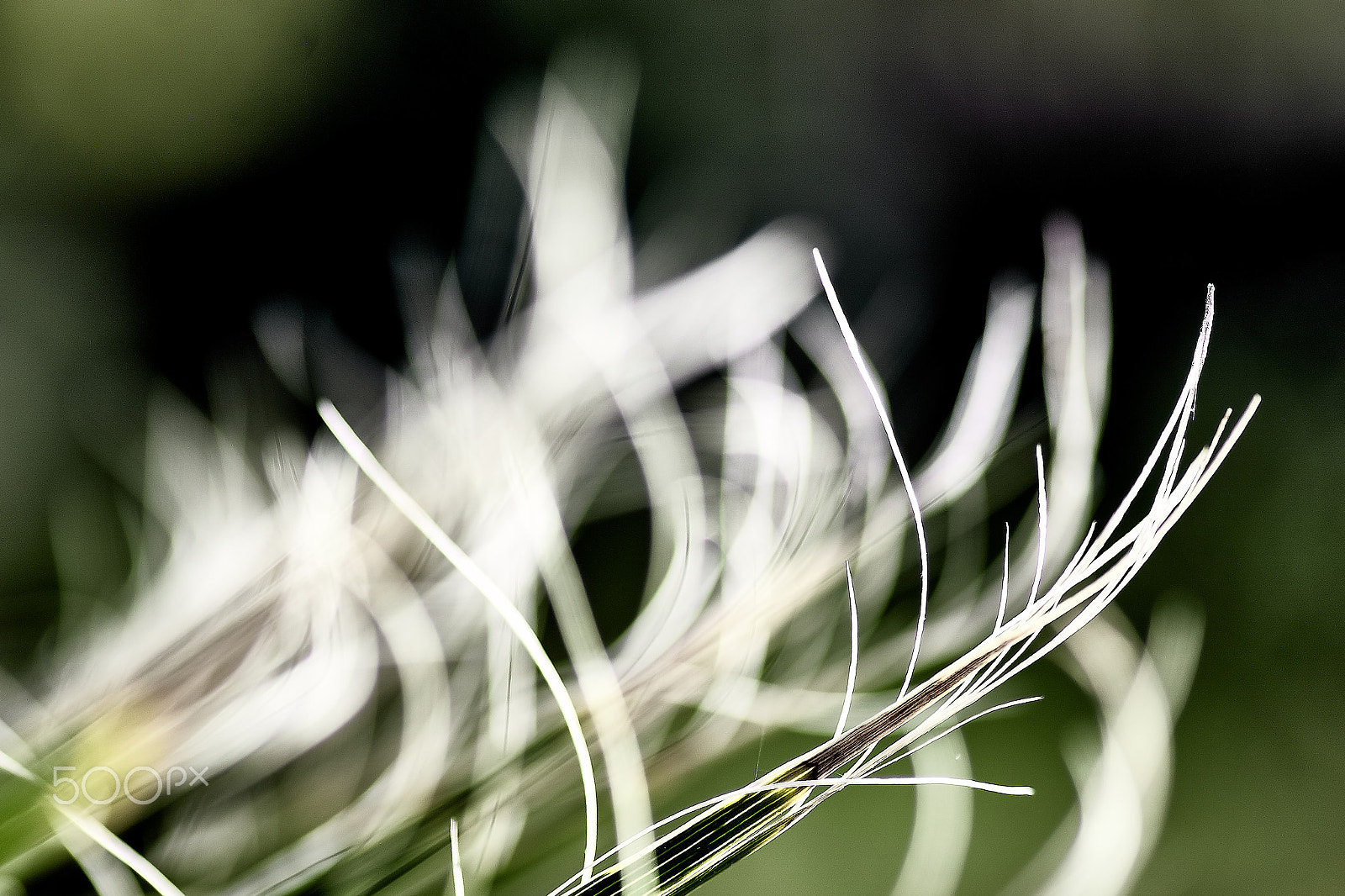 Sony ILCA-77M2 + Tamron SP AF 90mm F2.8 Di Macro sample photo. White hairs photography