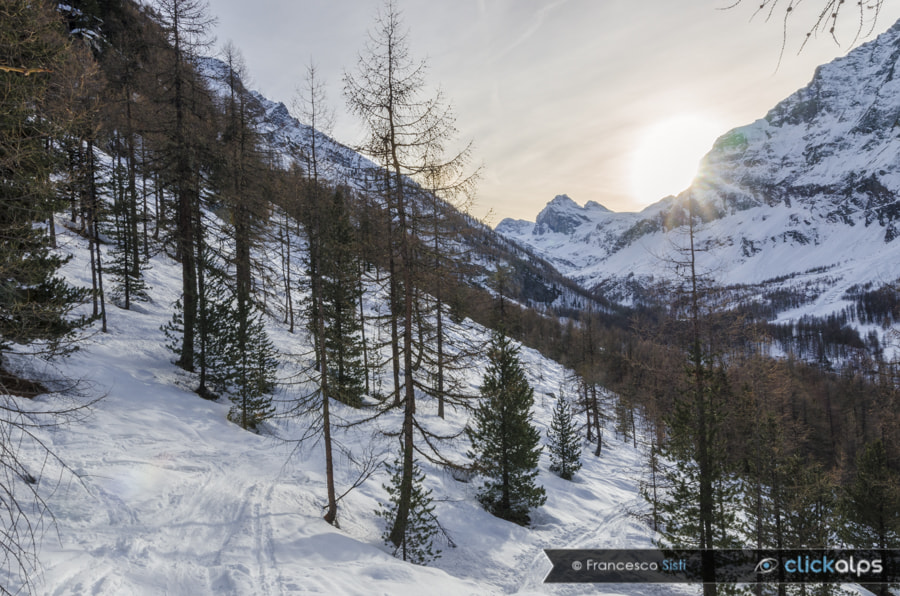 Nikon AF-S Nikkor 16-35mm F4G ED VR sample photo. The view through the woods (rhêmes valley) photography