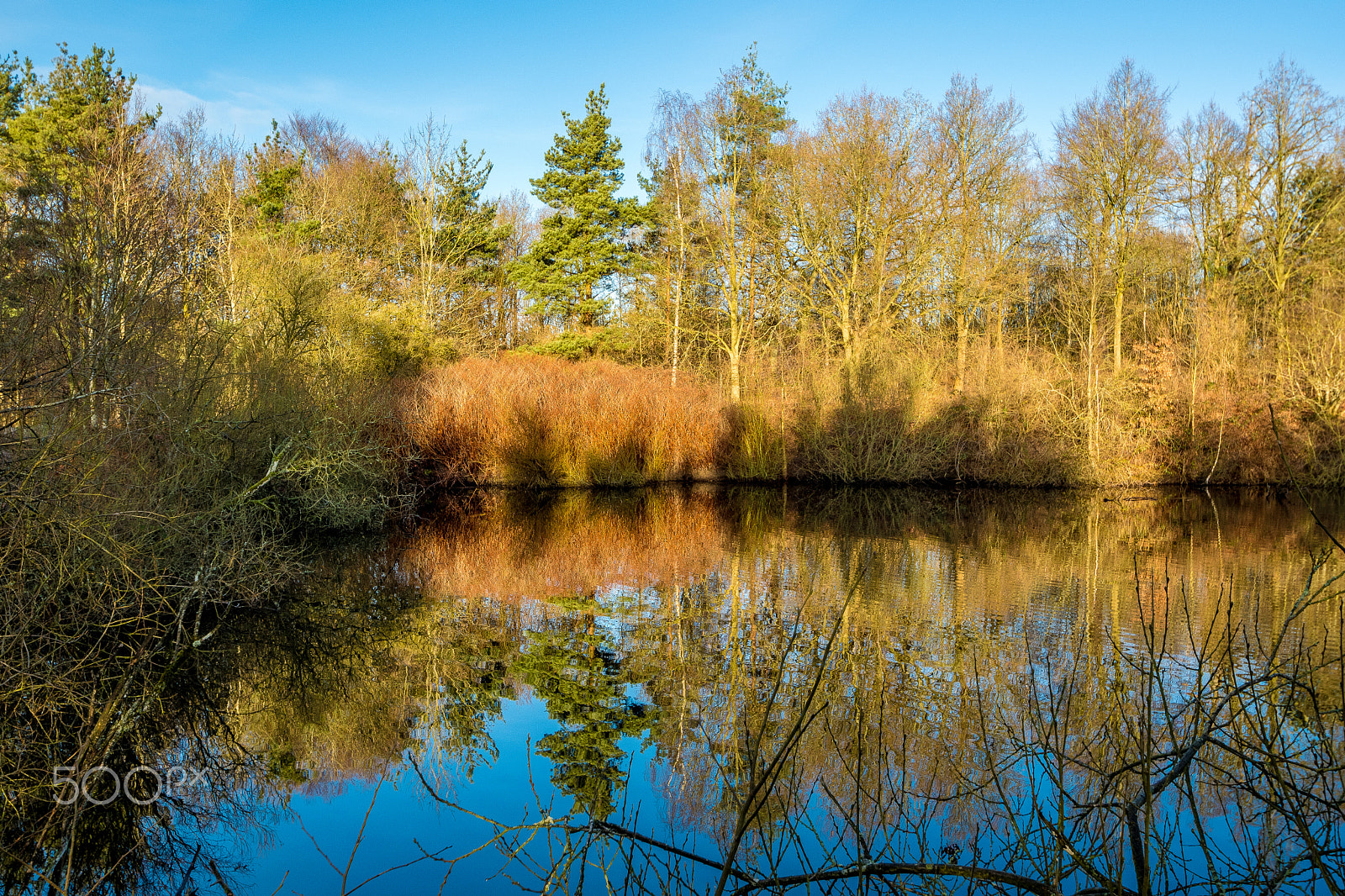 Nikon D500 sample photo. Coler photography