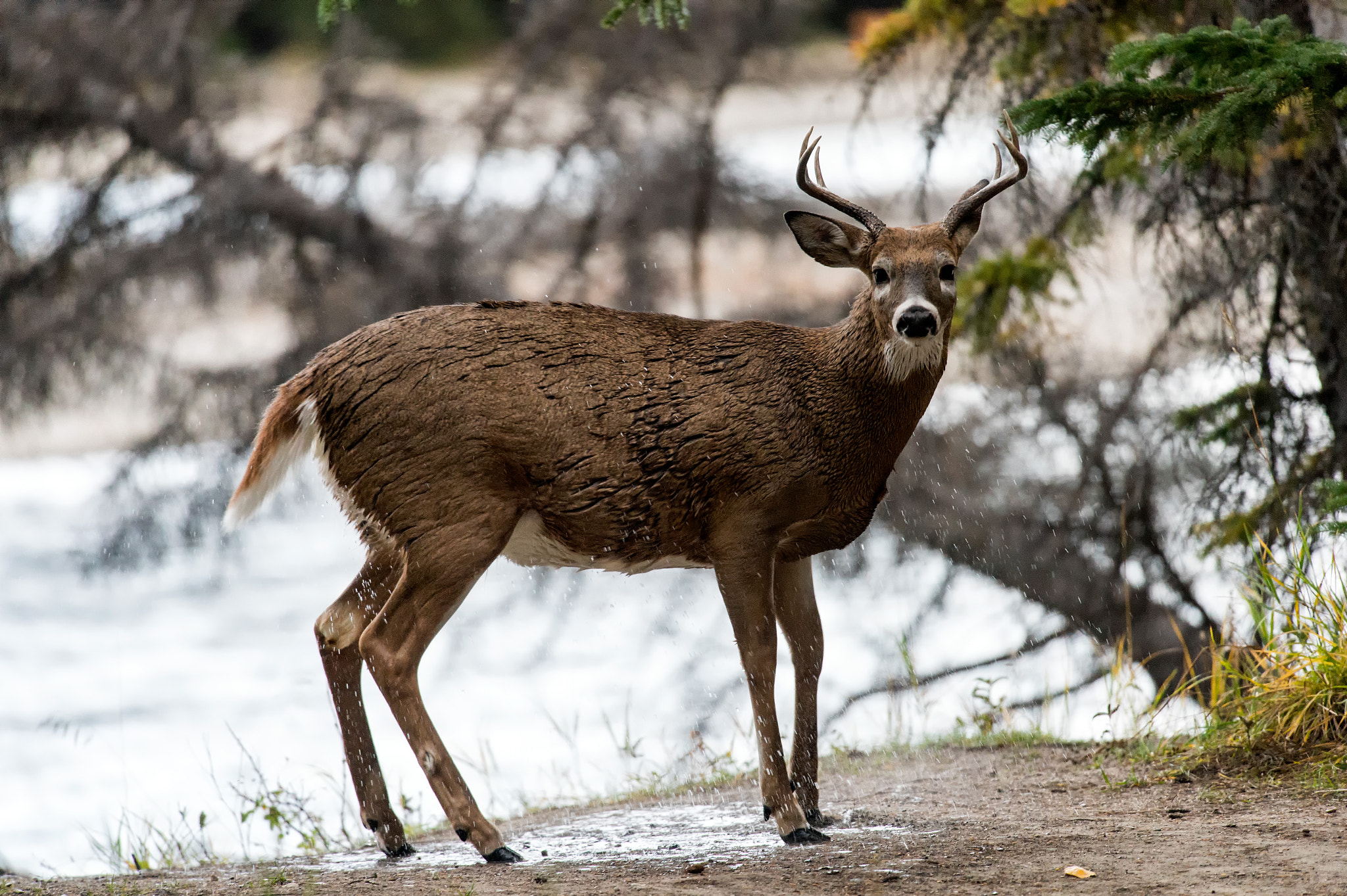 Nikon Nikkor AF-S 300mm F4E PF ED VR sample photo. Athabasca buck who is it? photography