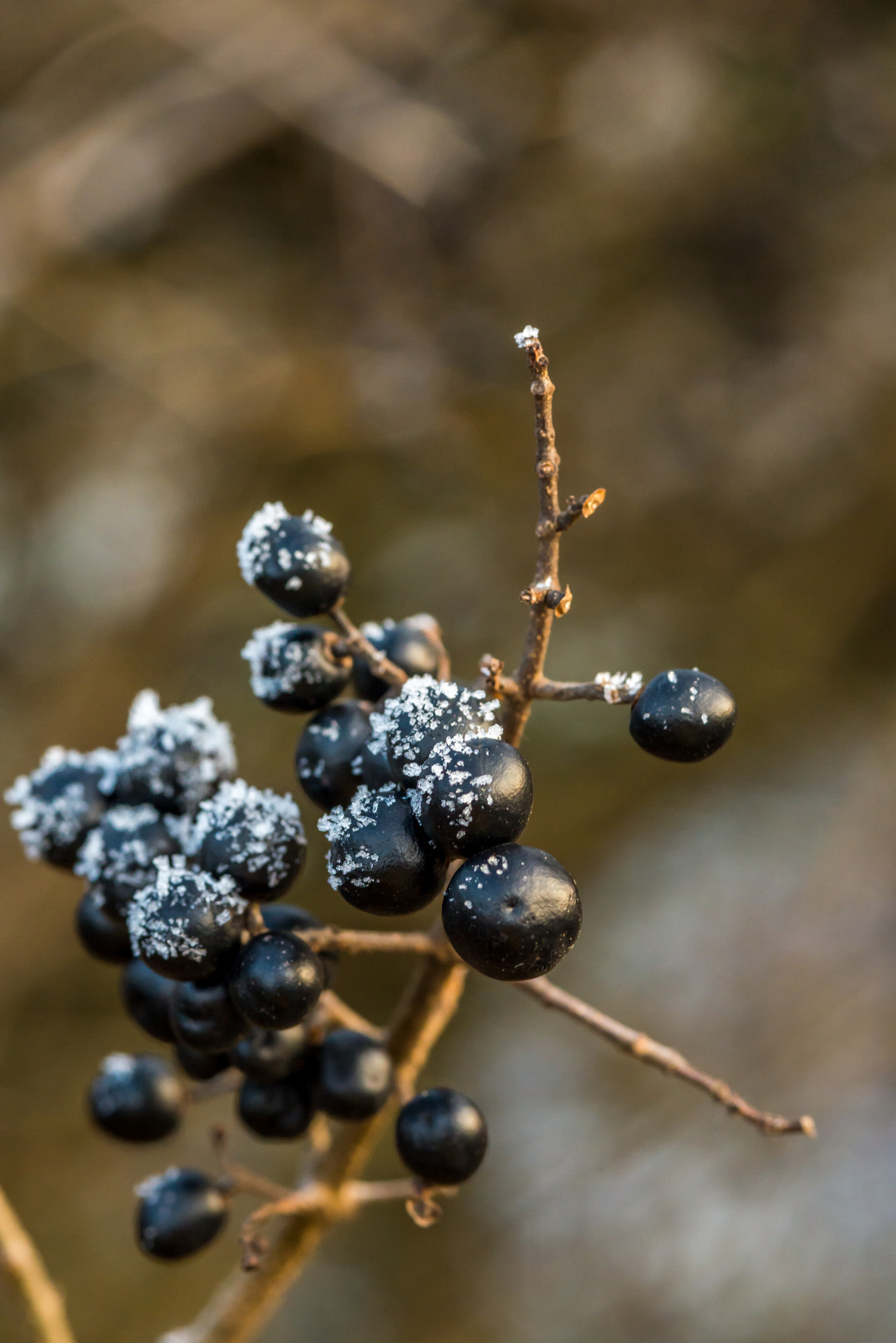 Nikon D610 + AF Micro-Nikkor 105mm f/2.8 sample photo. Black berries with ice coating in january photography