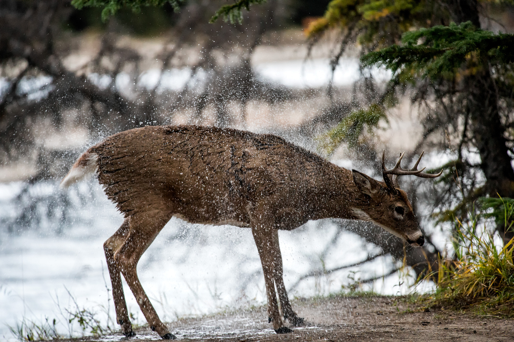 Nikon Nikkor AF-S 300mm F4E PF ED VR sample photo. Athabasca buck shaking photography
