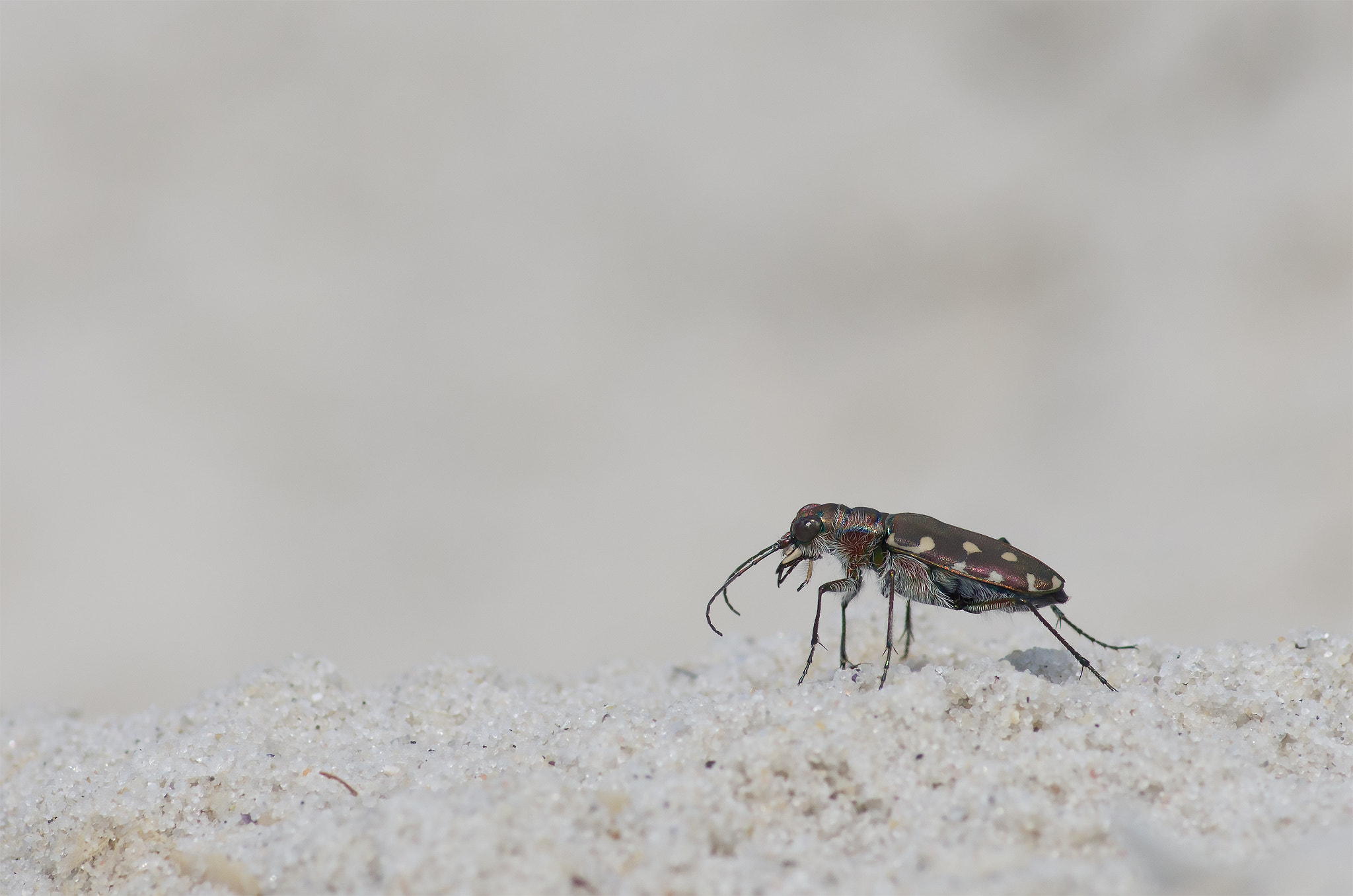 Pentax smc D-FA 100mm F2.8 Macro WR sample photo. Tiger beetle photography