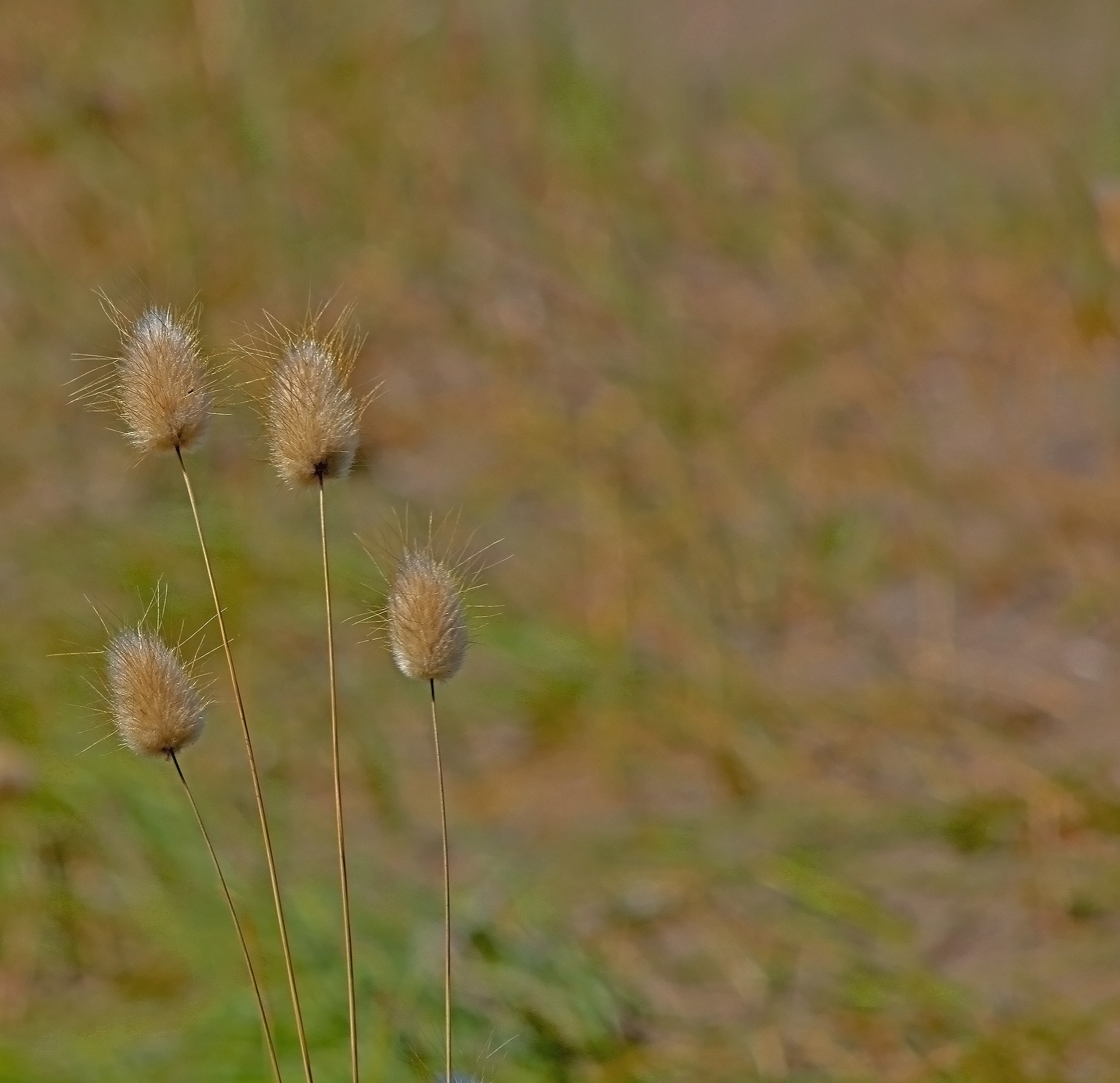 Canon EOS 750D (EOS Rebel T6i / EOS Kiss X8i) + EF75-300mm f/4-5.6 sample photo. Colita  de zorro photography