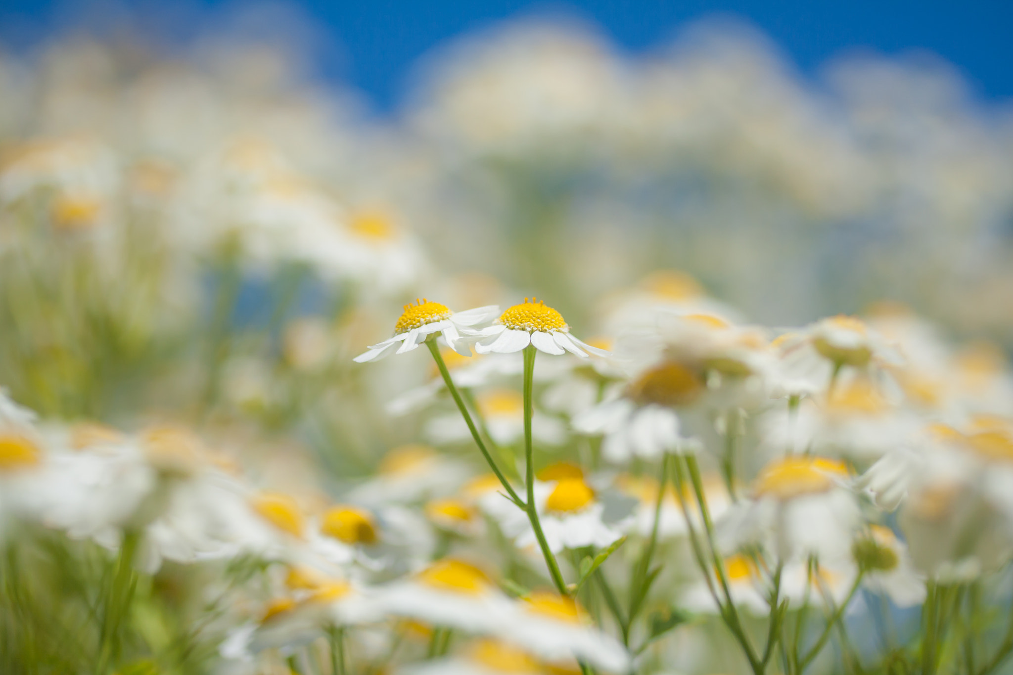 Canon EF-S 60mm F2.8 Macro USM sample photo. Chamomile company photography