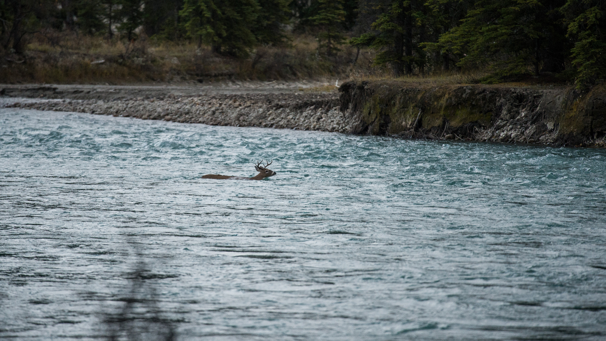 Nikon Nikkor AF-S 300mm F4E PF ED VR sample photo. Athabasca buck swimming photography
