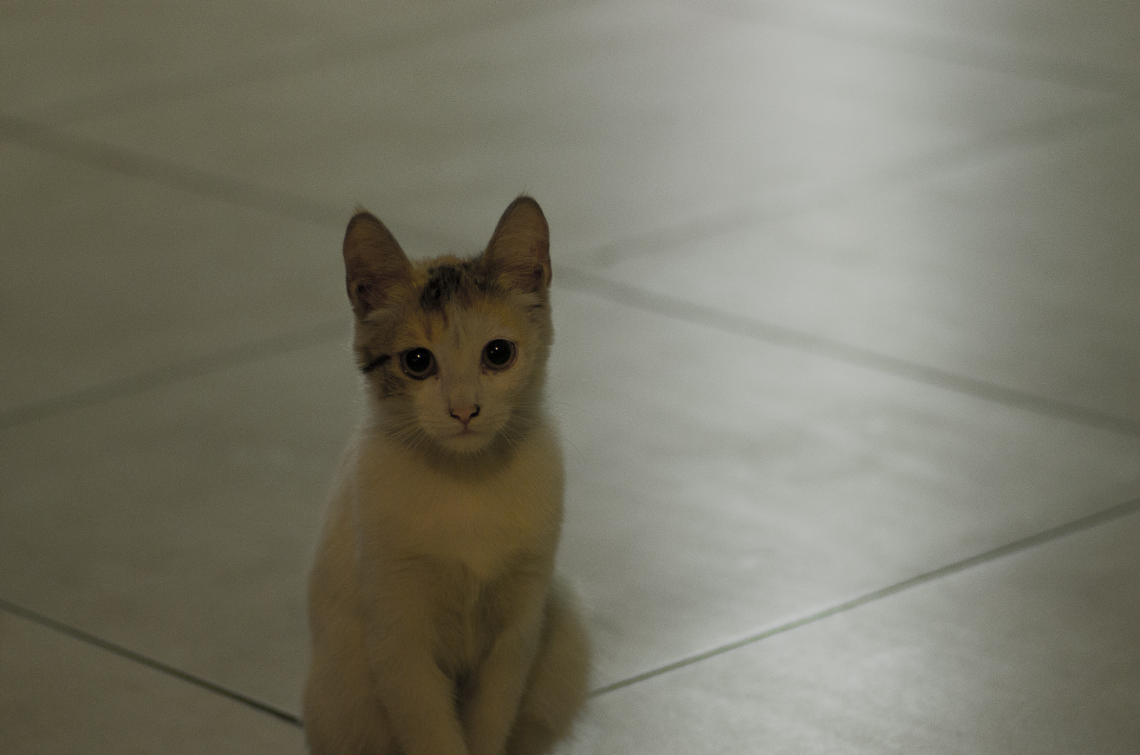 Pentax K-5 + Pentax smc D-FA 100mm F2.8 Macro WR sample photo. Kitten at bus station in odessa photography