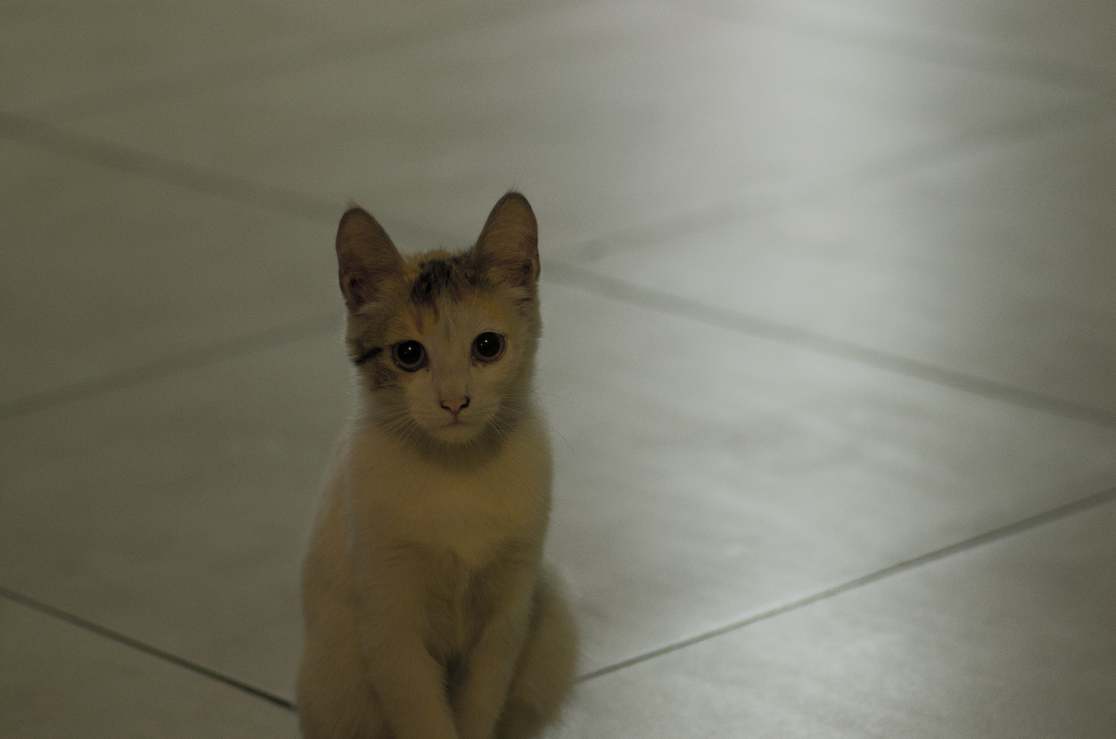 Pentax smc D-FA 100mm F2.8 Macro WR sample photo. Kitten at bus station in odessa photography