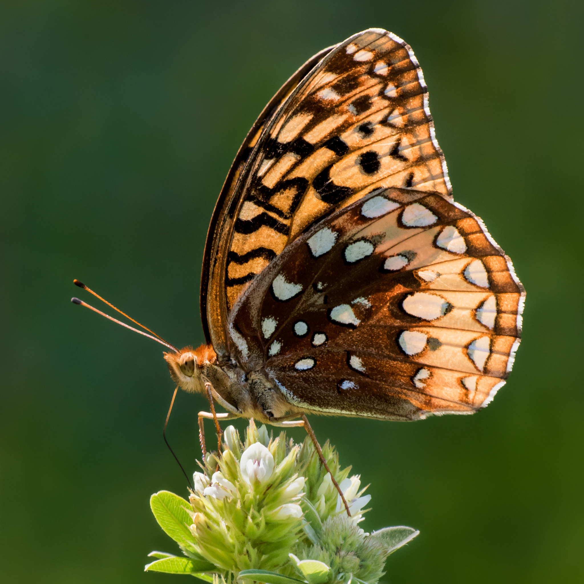Nikon Nikkor AF-S 300mm F4E PF ED VR sample photo. Aphrodite fritillary iv photography