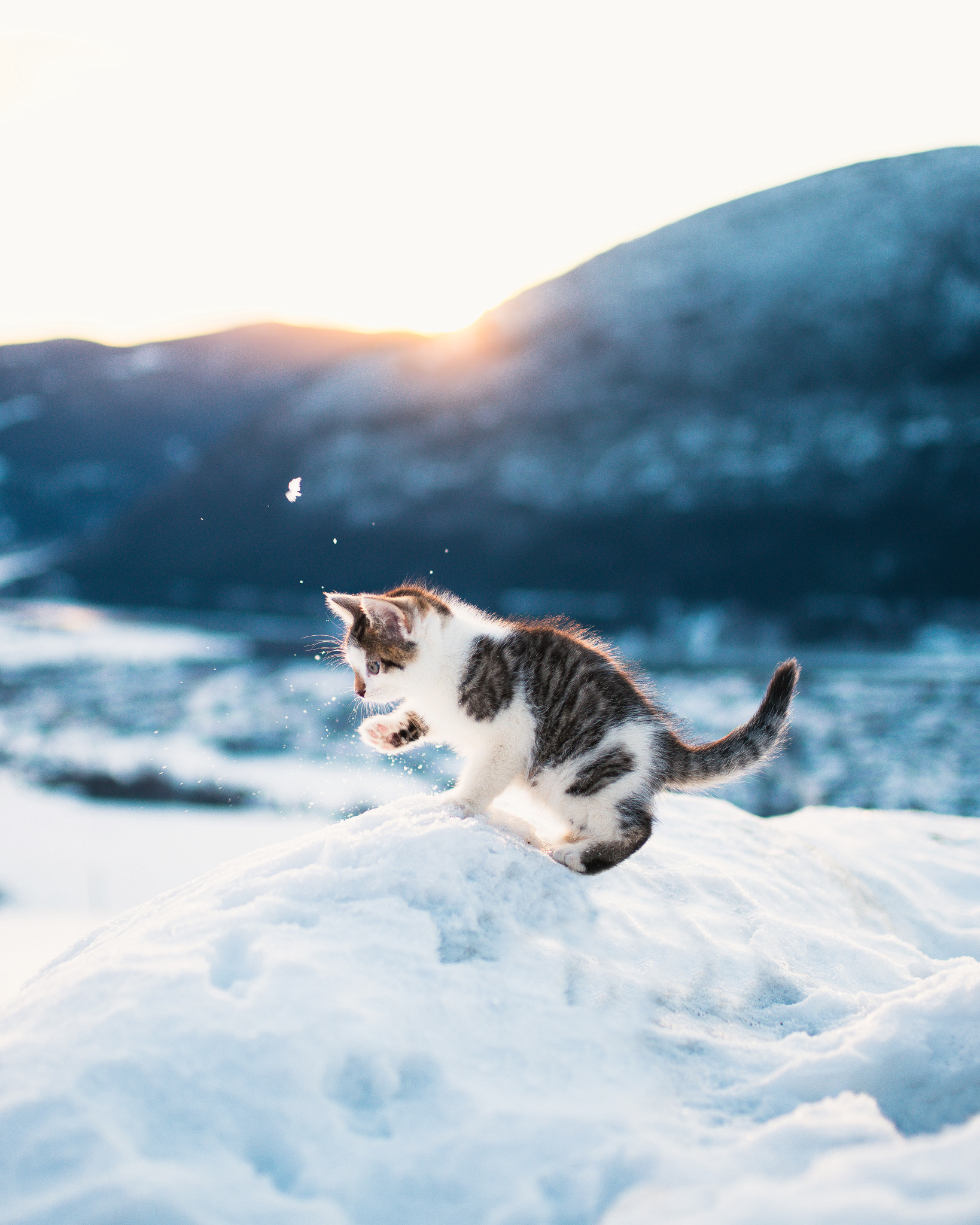 Sony a7R II + Sigma 35mm F1.4 DG HSM Art sample photo. Starting the year by playing with kittens in the snow, 2017 is off to a great start! photography