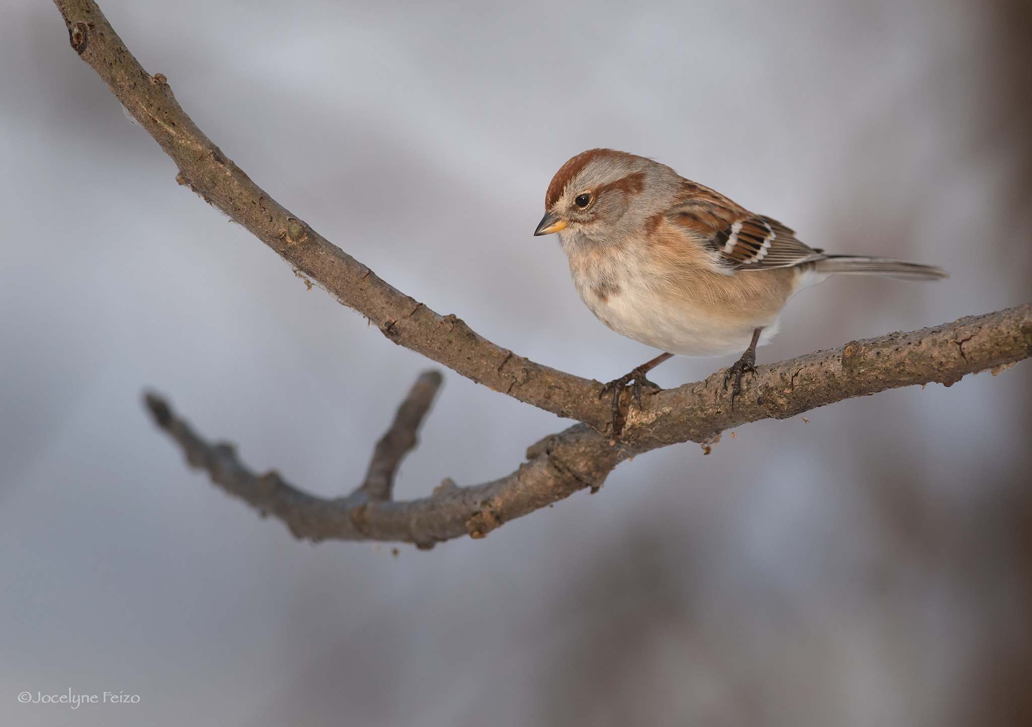 Nikon D750 + Nikon AF-S Nikkor 300mm F4D ED-IF sample photo. American tree sparrow photography