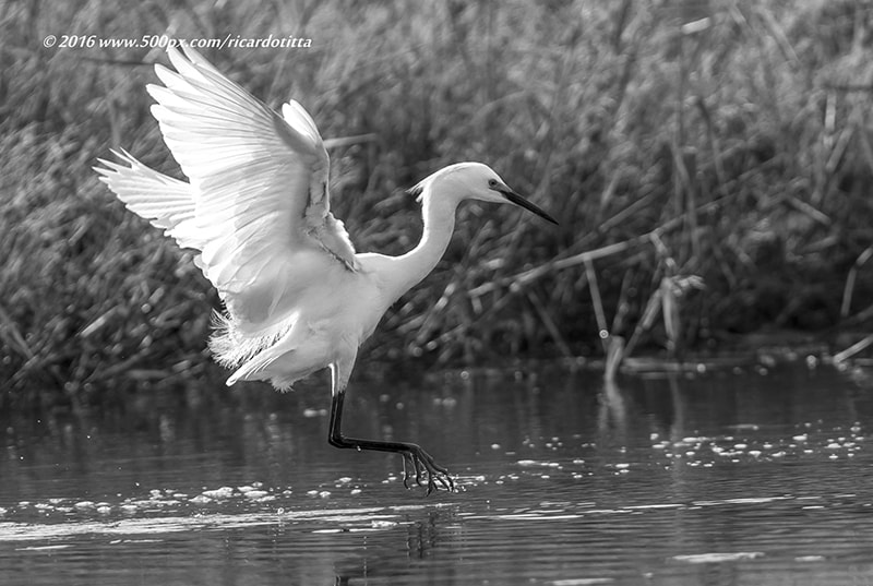 Canon EOS-1D Mark IV + Canon EF 400mm F2.8L IS USM sample photo