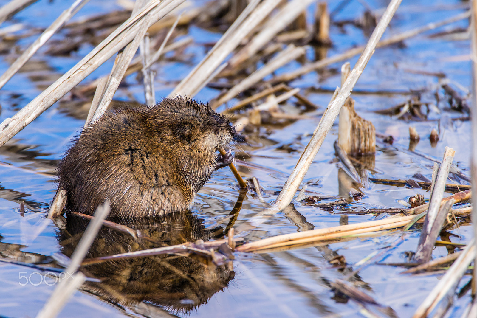Sony a7 + Tamron SP 150-600mm F5-6.3 Di VC USD sample photo. Muskrat with closed eyes to enjoy the meal photography