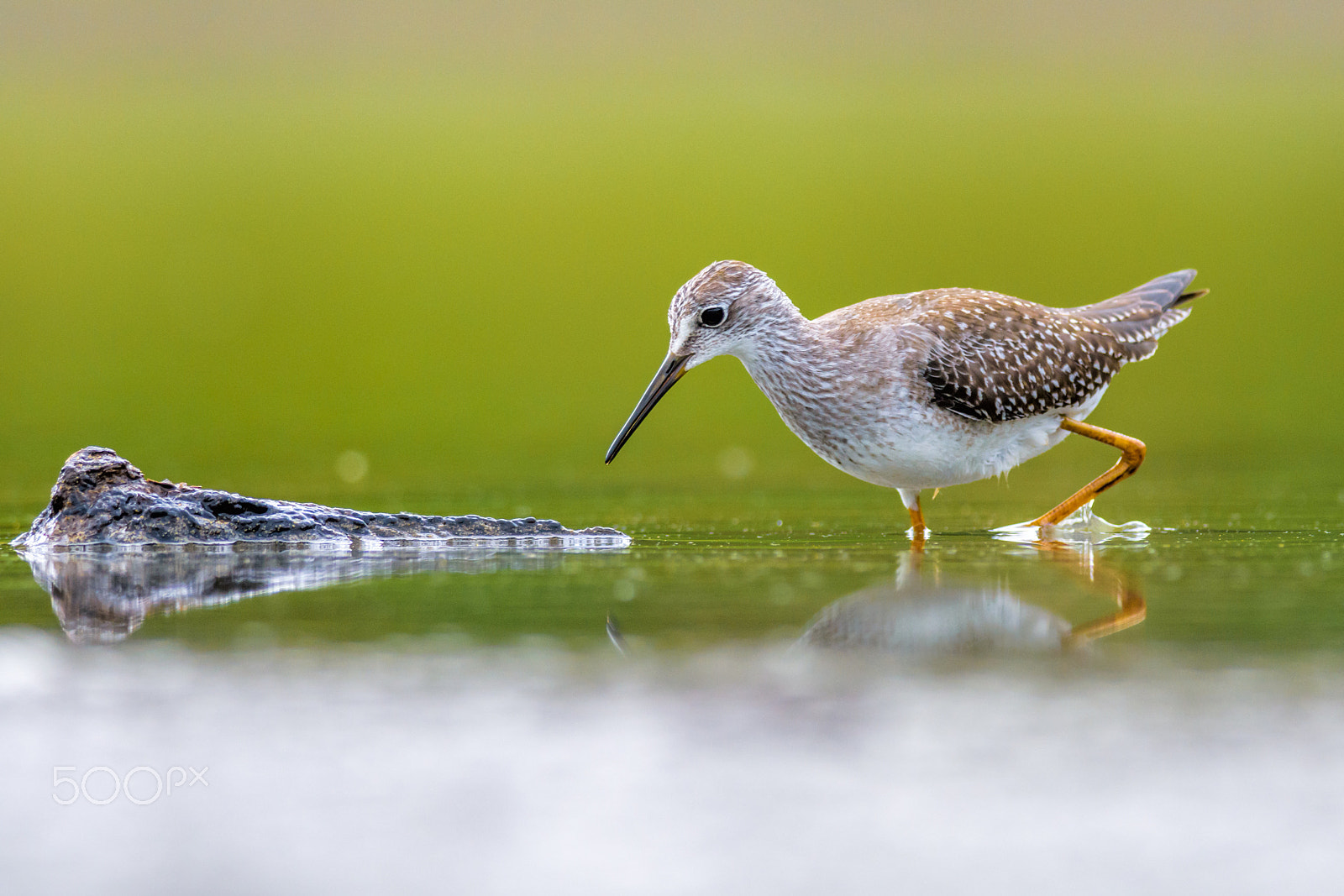 Nikon D7200 + Nikon AF-S Nikkor 300mm F4D ED-IF sample photo. Lesser yellowlegs photography