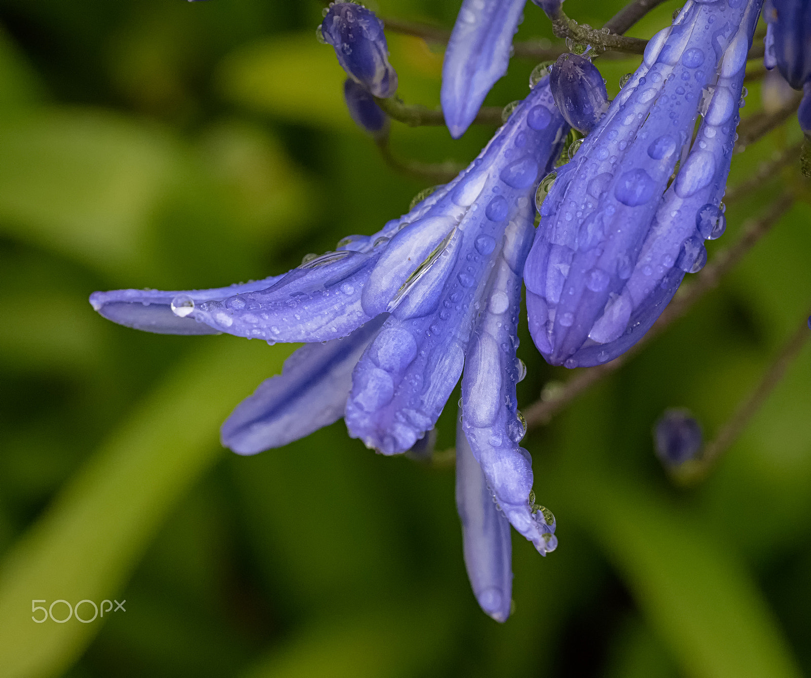 Olympus M.Zuiko Digital ED 60mm F2.8 Macro sample photo. Agapanthus on a rainy day photography