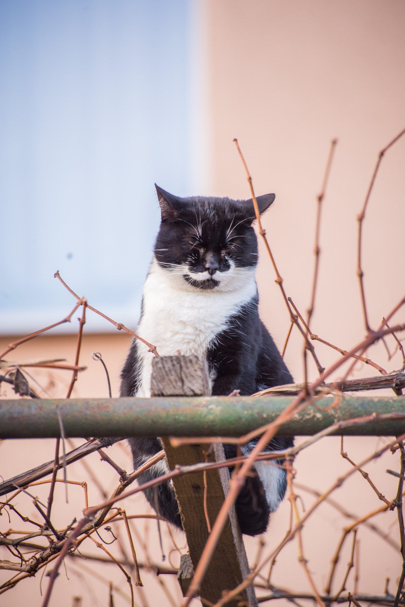 Sigma 70-300mm F4-5.6 APO DG Macro sample photo. 18-november-2016- 5.36.12 photography