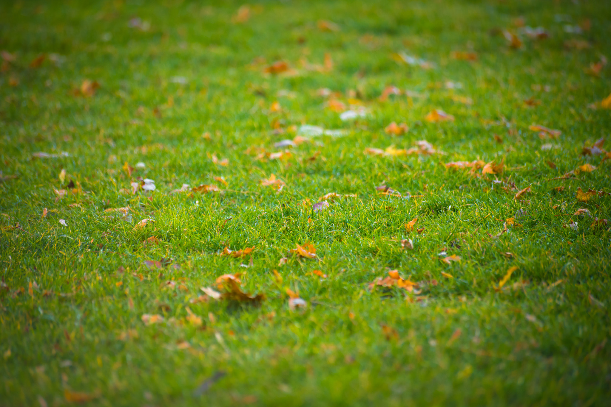 Sigma 70-300mm F4-5.6 APO DG Macro sample photo. 20-november-2016- 6.36.48 photography