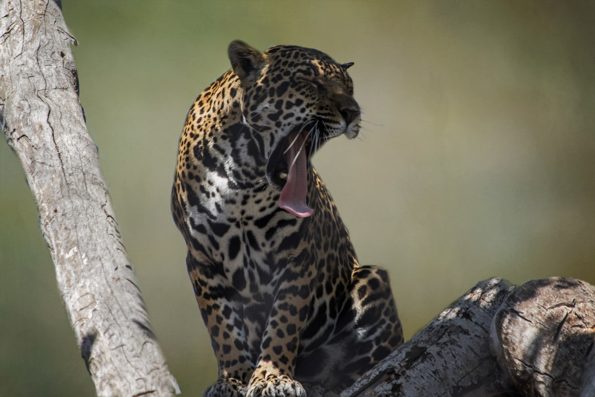 Canon EF 70-300mm F4-5.6 IS USM sample photo. What's new pussycat- photography