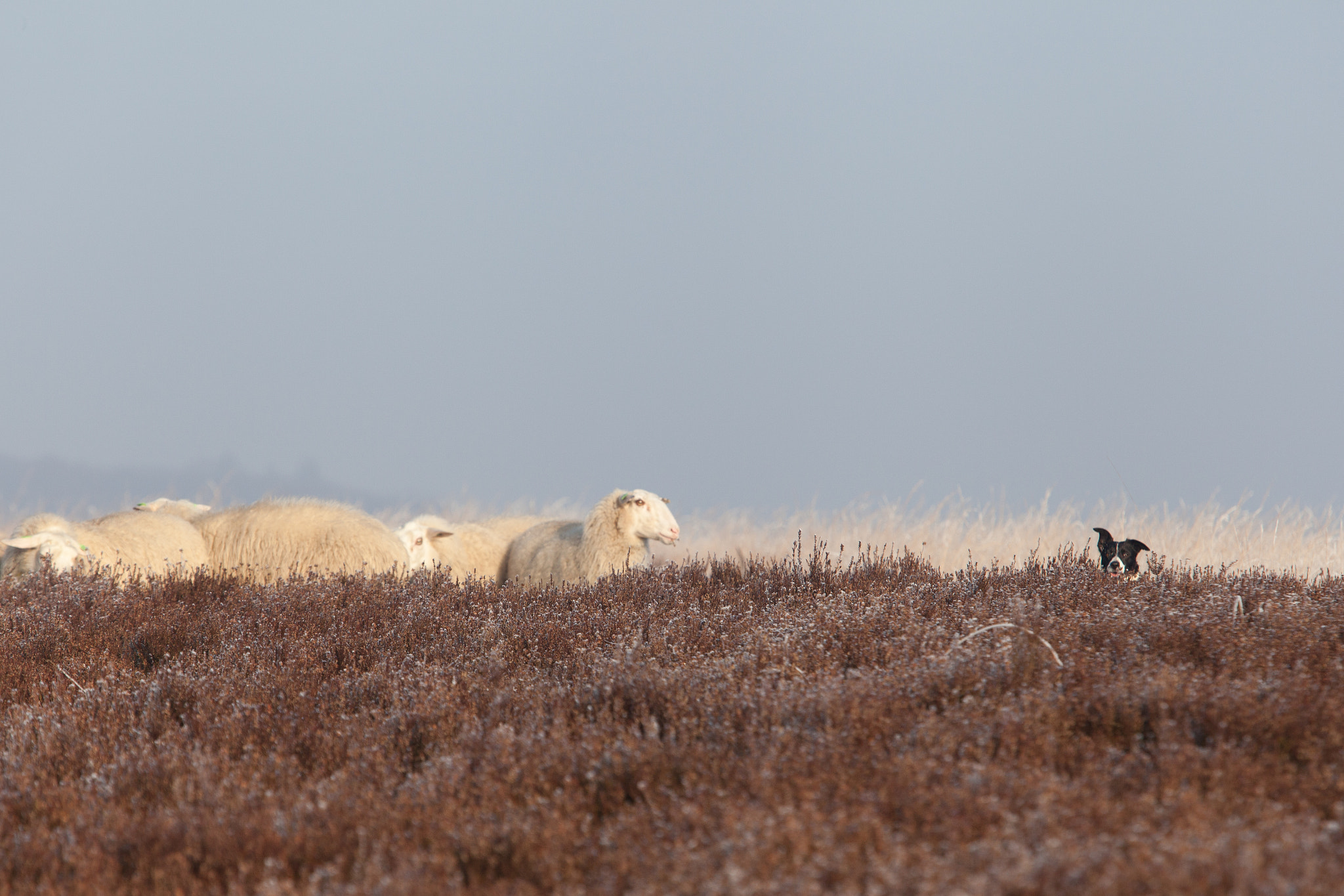 Canon EF 70-200mm F2.8L USM sample photo. Sheepdog keek a boo photography