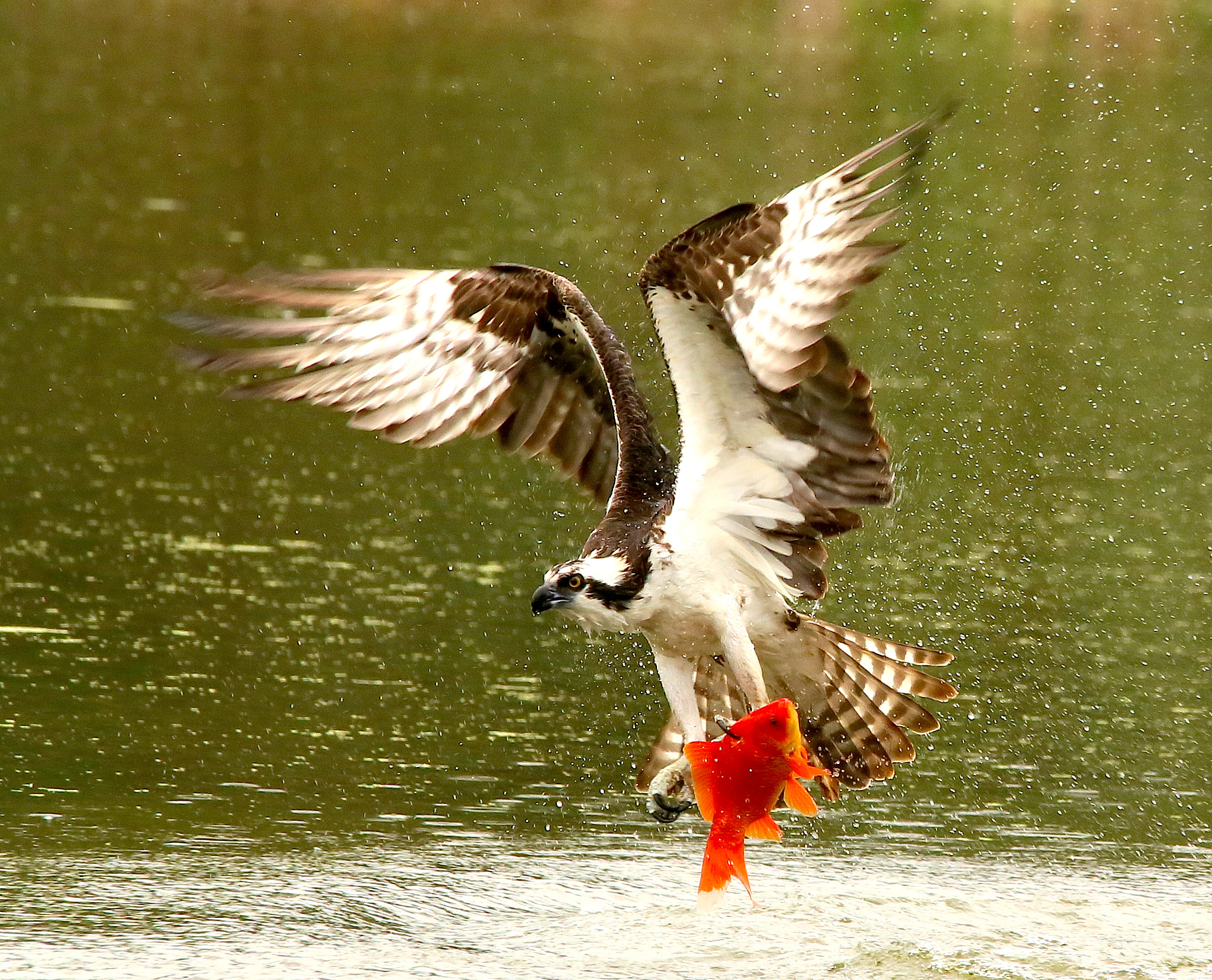 Sigma 150-500mm F5-6.3 DG OS HSM sample photo. Osprey photography