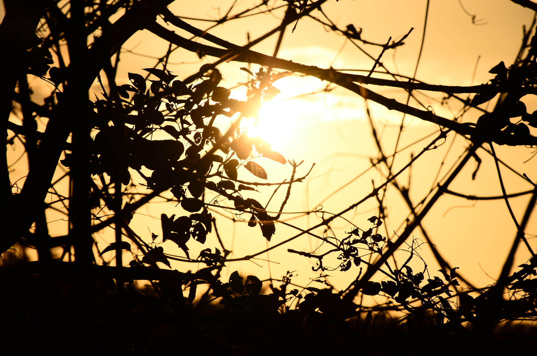 Sigma 18-200mm F3.5-6.3 II DC OS HSM sample photo. Rovi photography