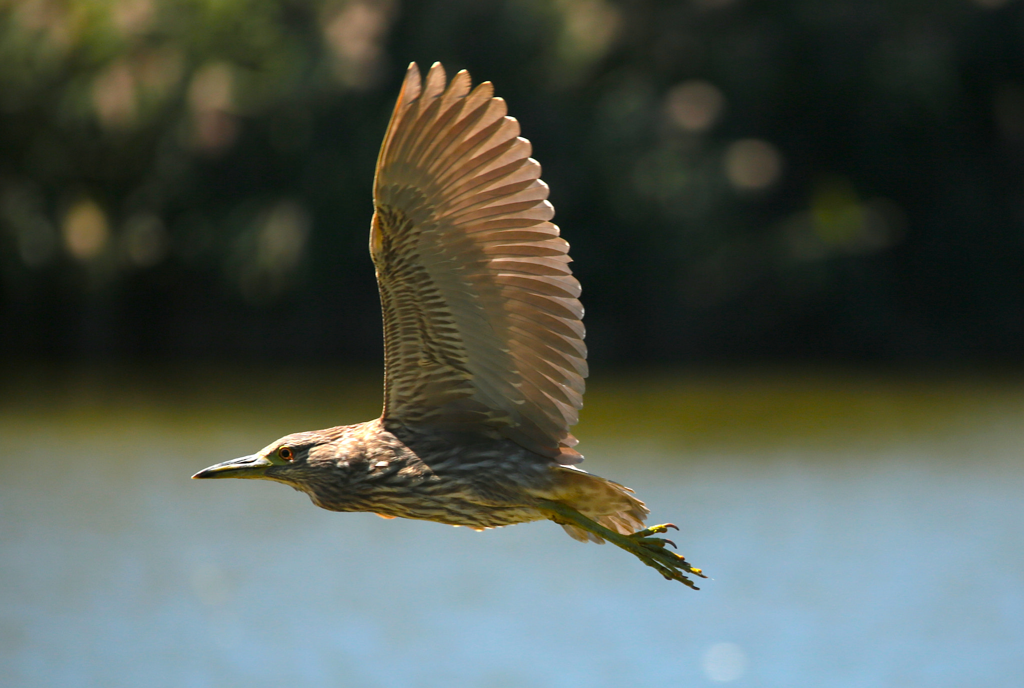 Sigma 150-500mm F5-6.3 DG OS HSM sample photo. Night heron photography