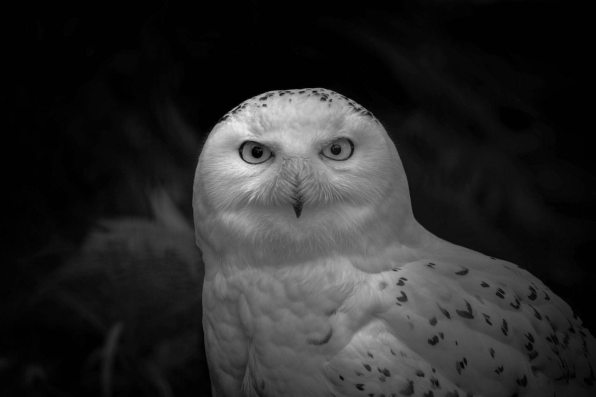 Sigma 150-500mm F5-6.3 DG OS HSM sample photo. Snowy owl - bw photography