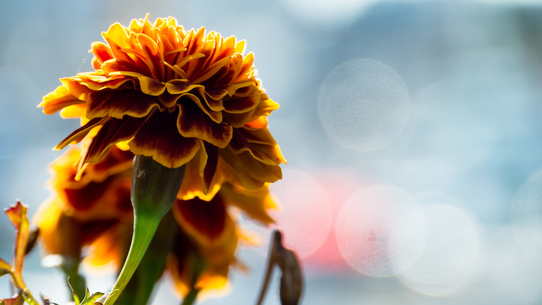 Panasonic Lumix DMC-G6 sample photo. Flower (shallow dof) photography